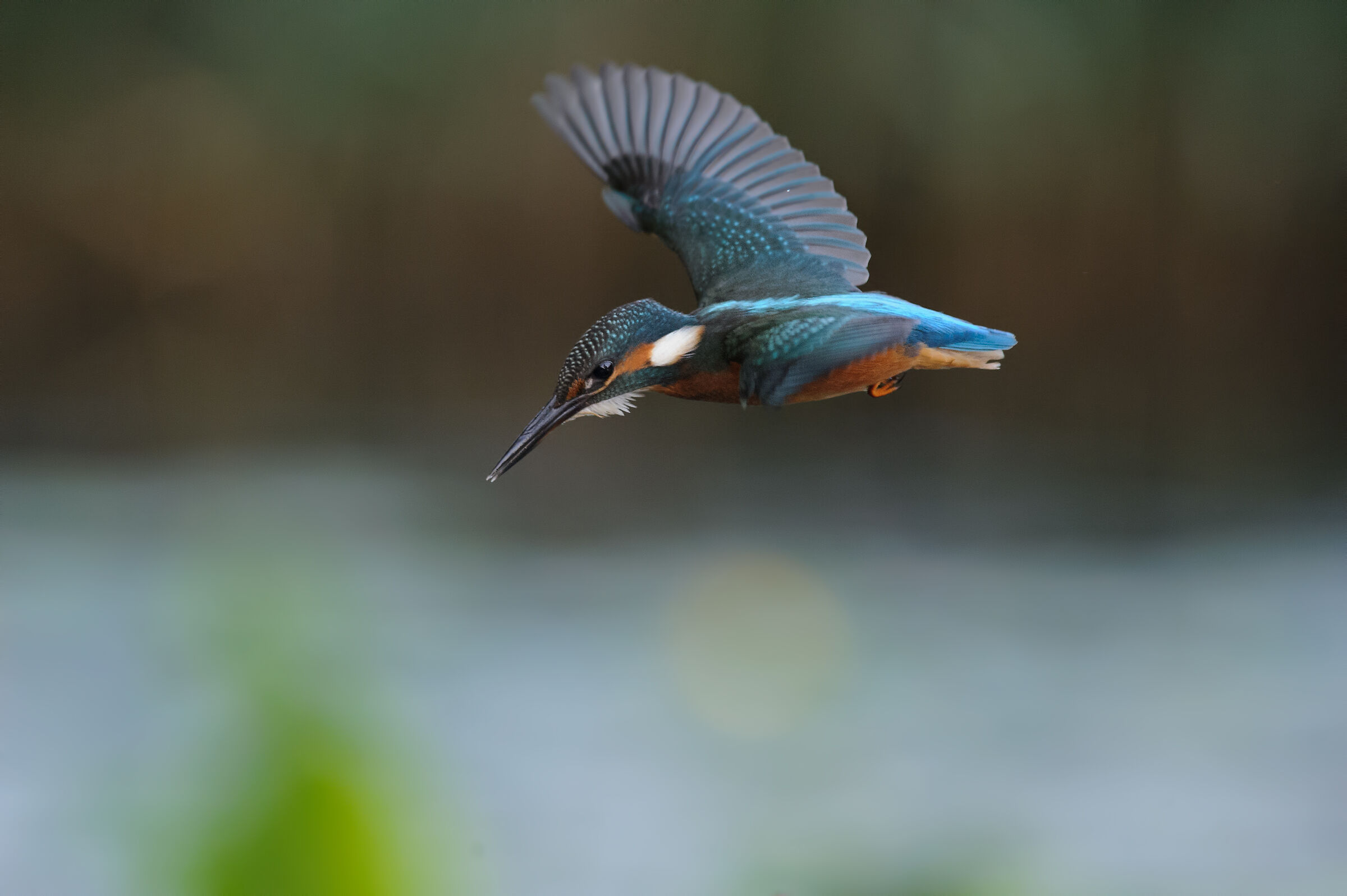 King Fisher