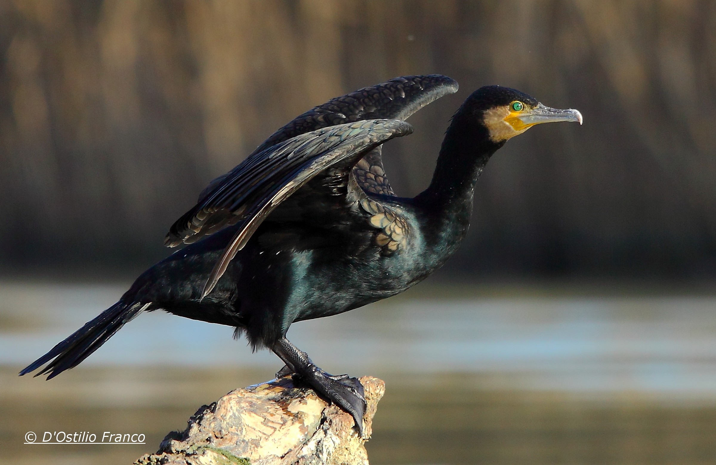 Cormorant