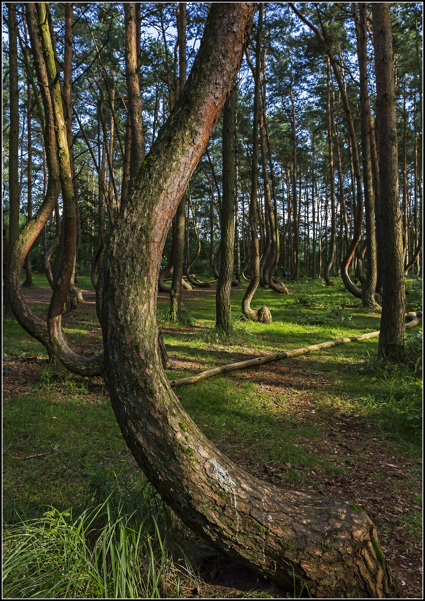 Forest Trees Crooked (Poland)