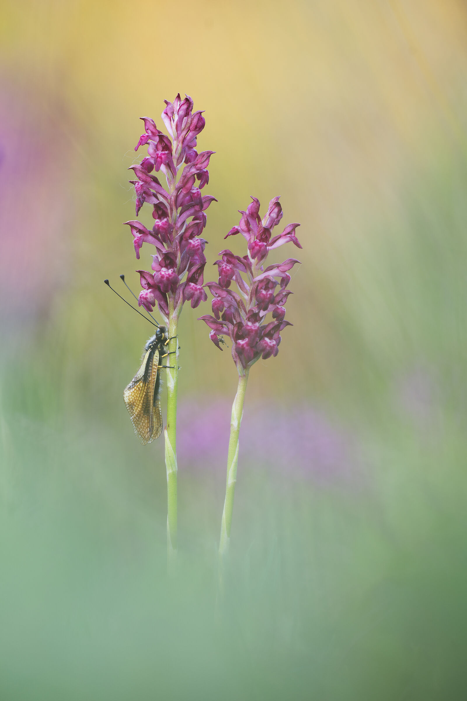 Libelloides coccajus su Anacamptis coriophora