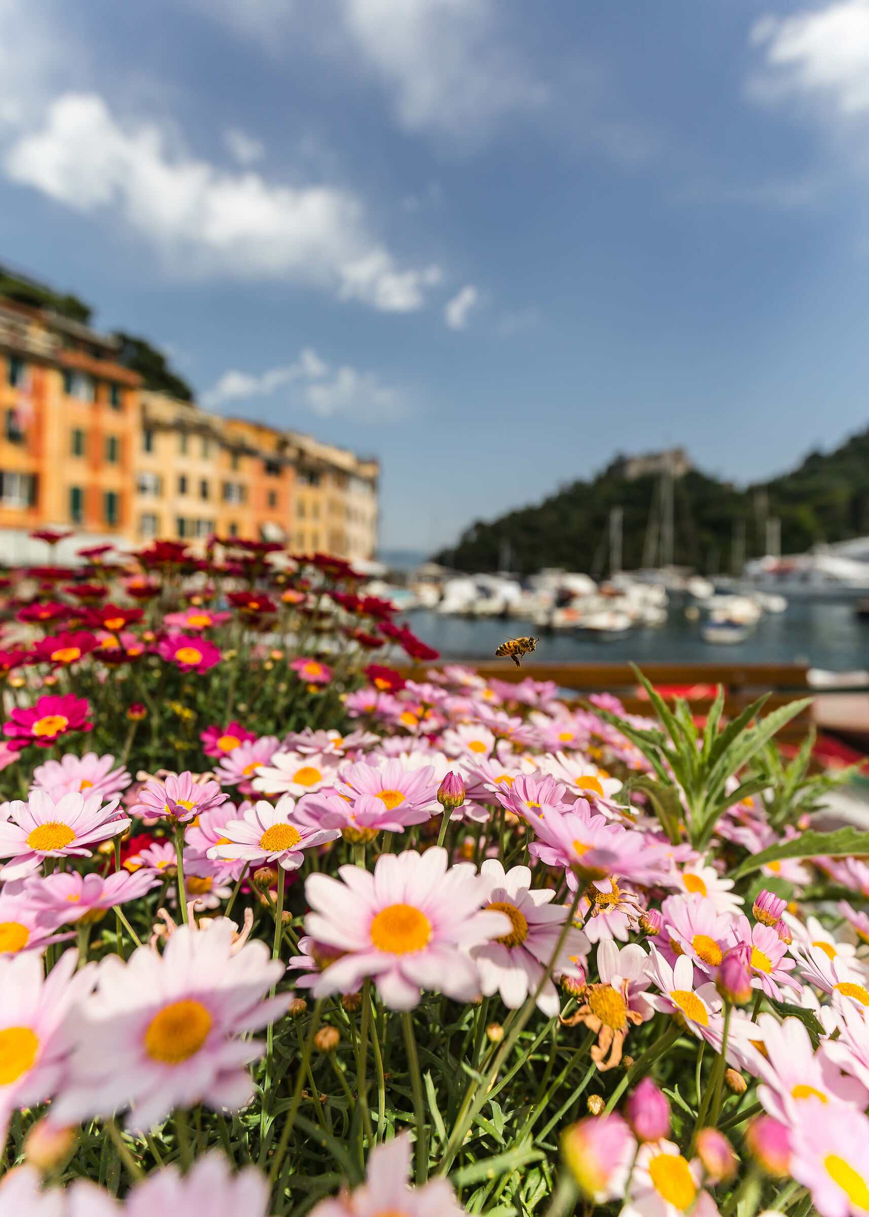 Ape Maia a Portofino