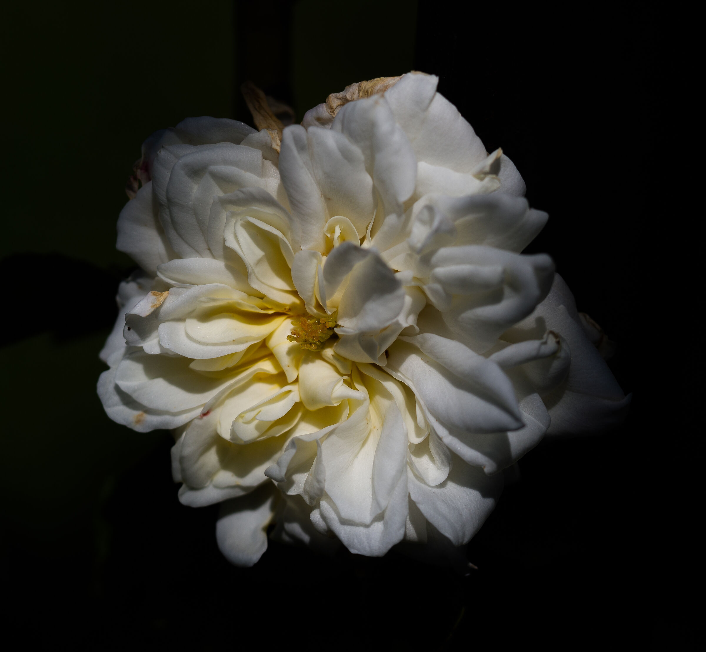 Le rose di Villa Reale