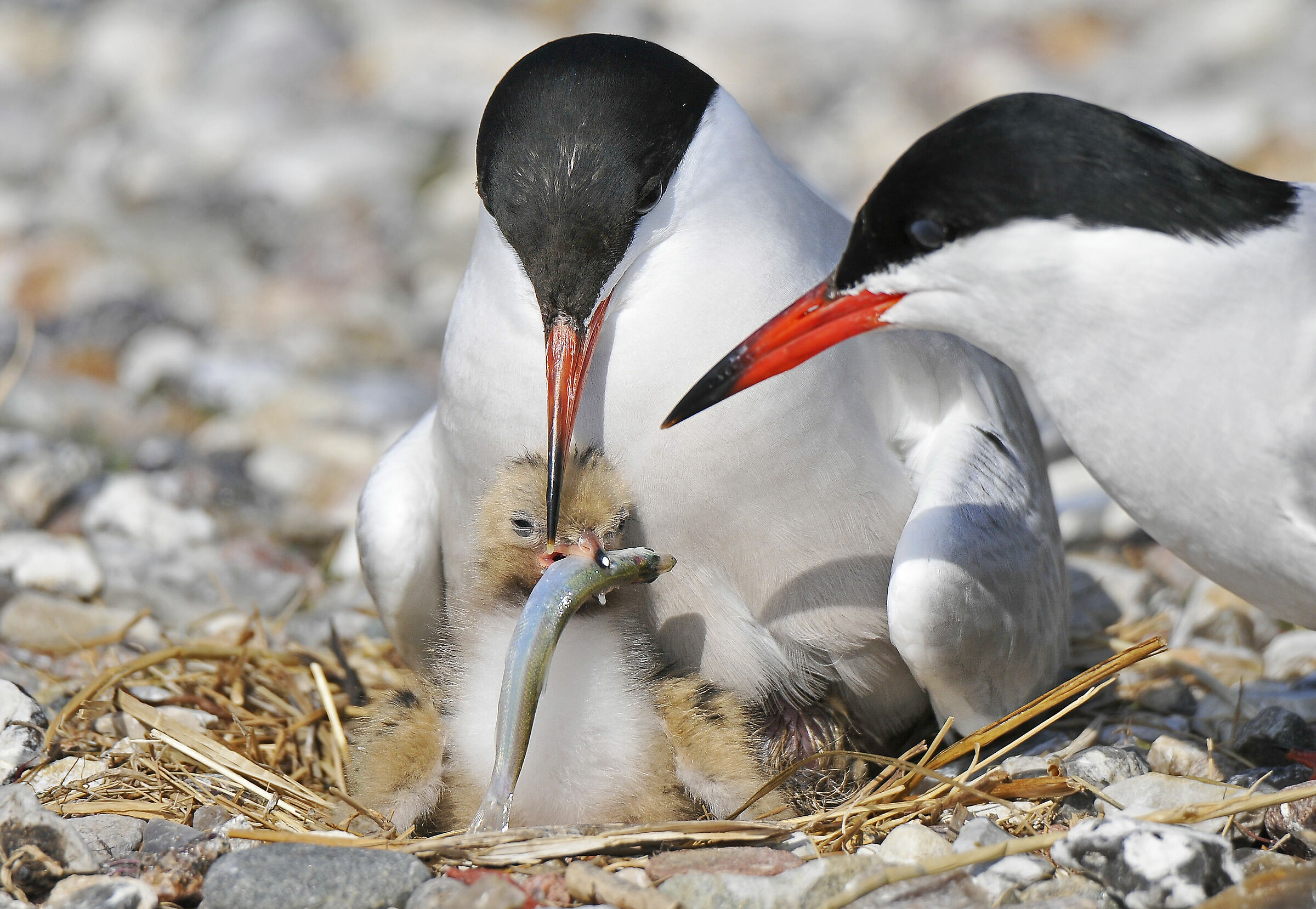 Sterna comune (Common tern) 5