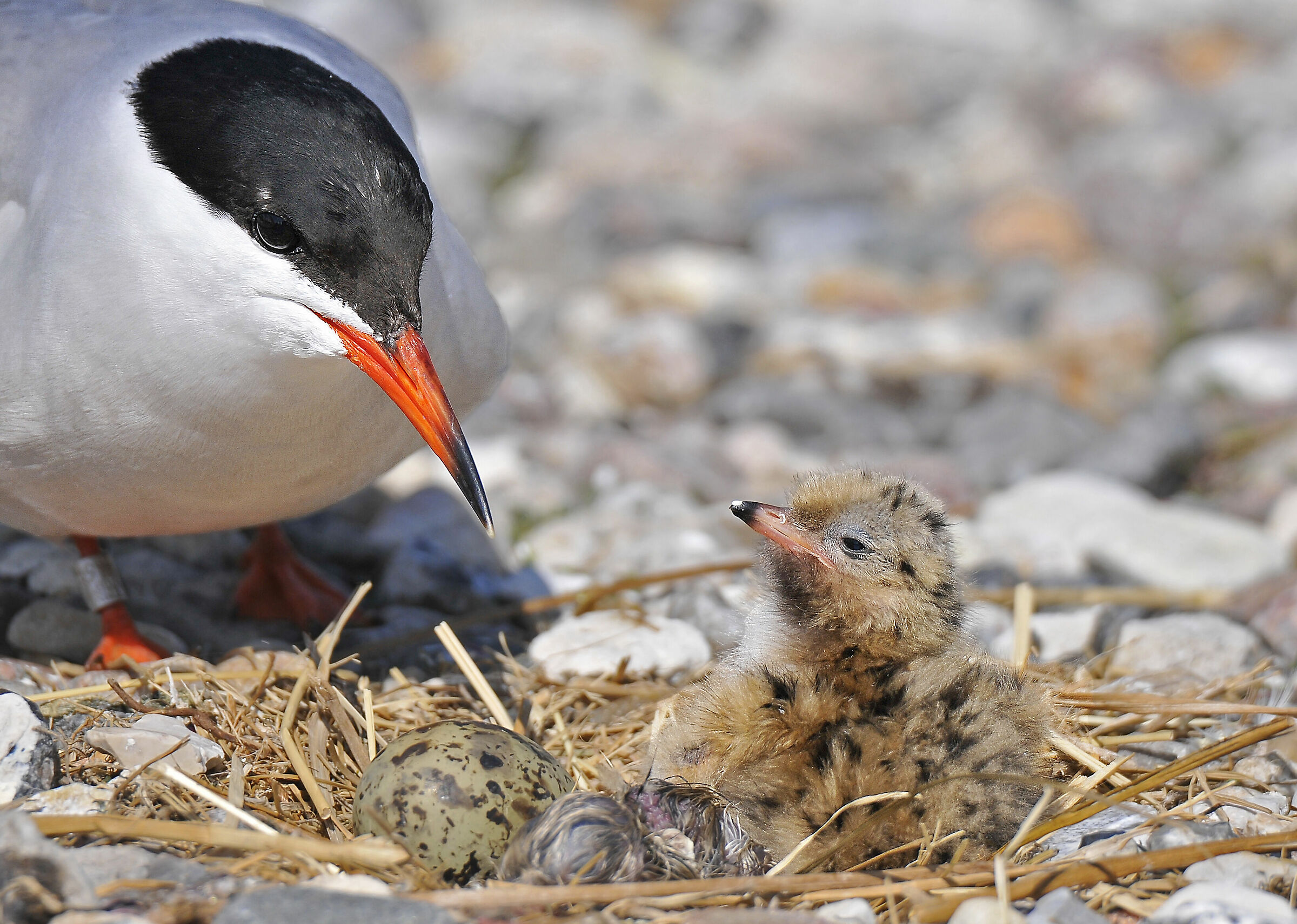 Sterna comune (Common tern) 6