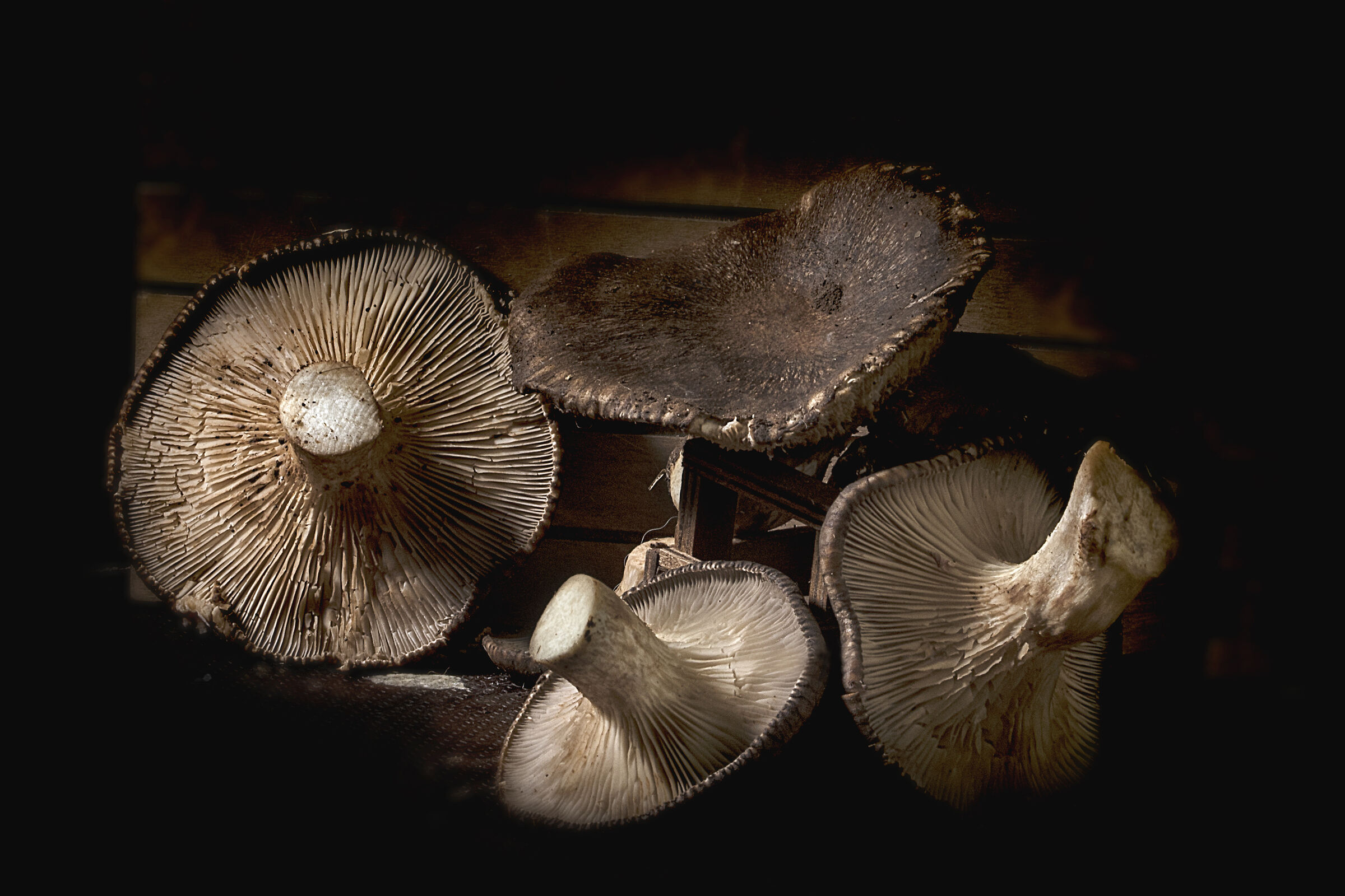 The harvest of an unusual day