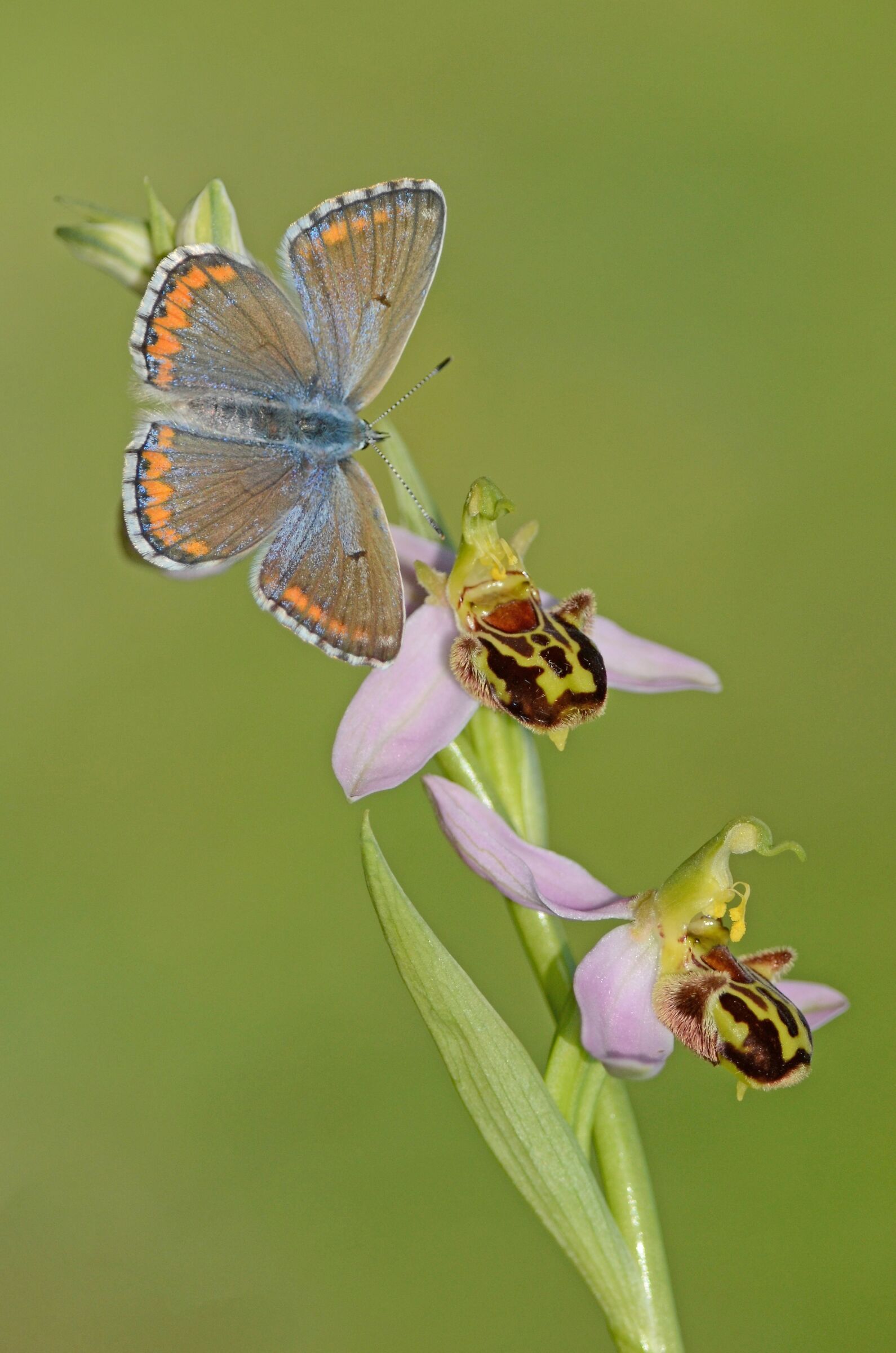 Polyommatus polyommatus