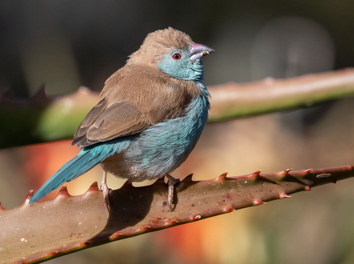 Blue Waxbill