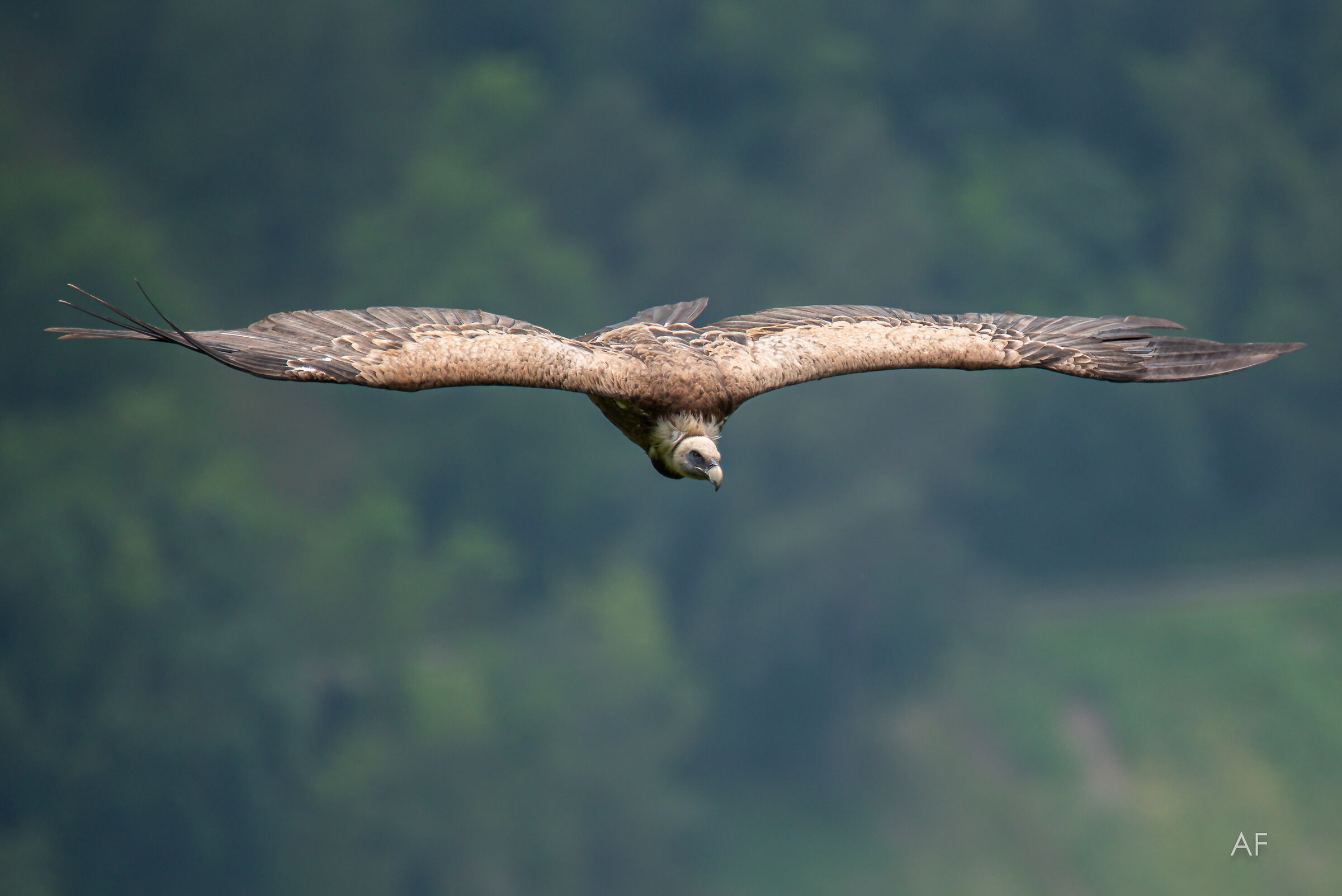 Grifone sul Tagliamento