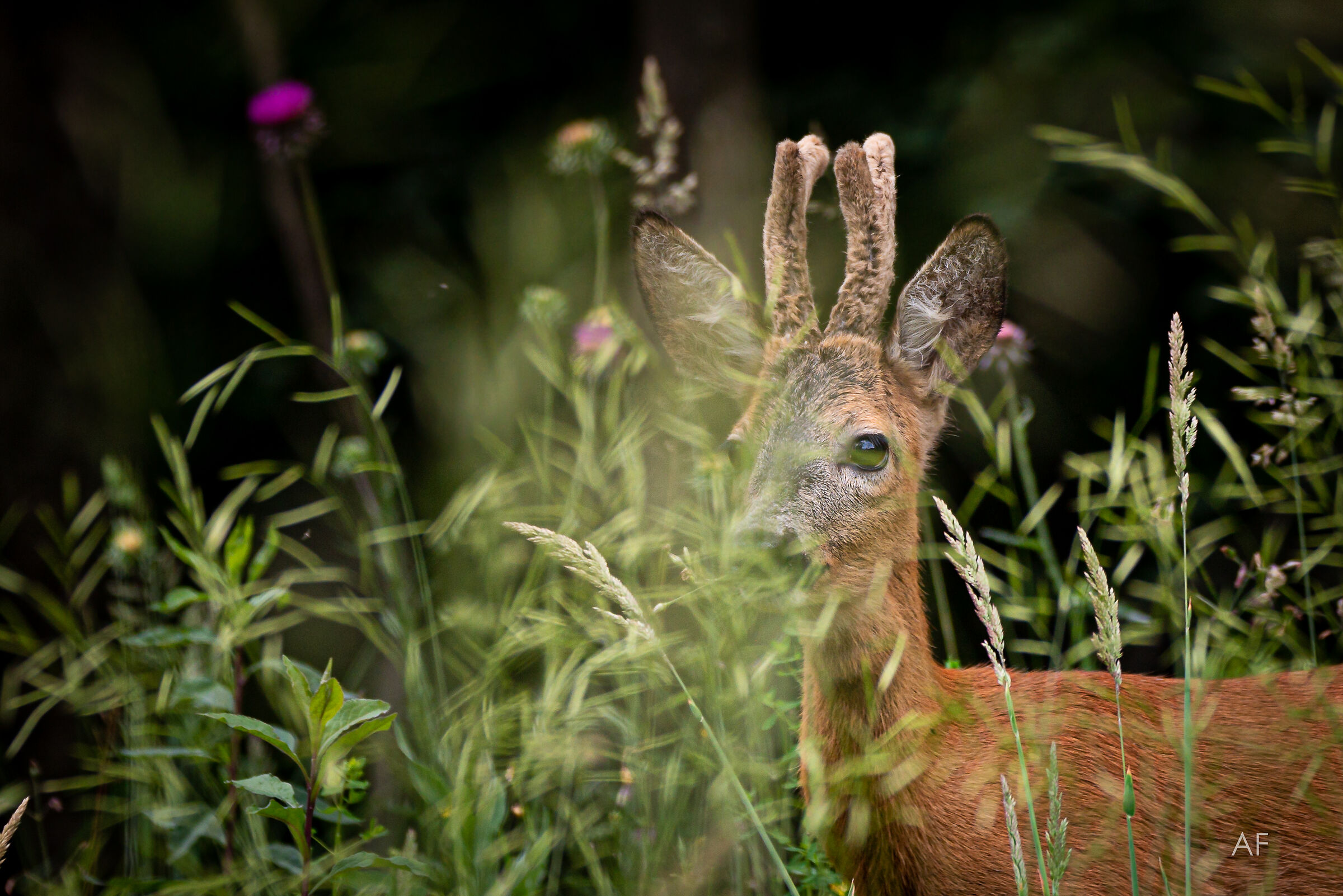 Capriolo! Fantastic surprise!