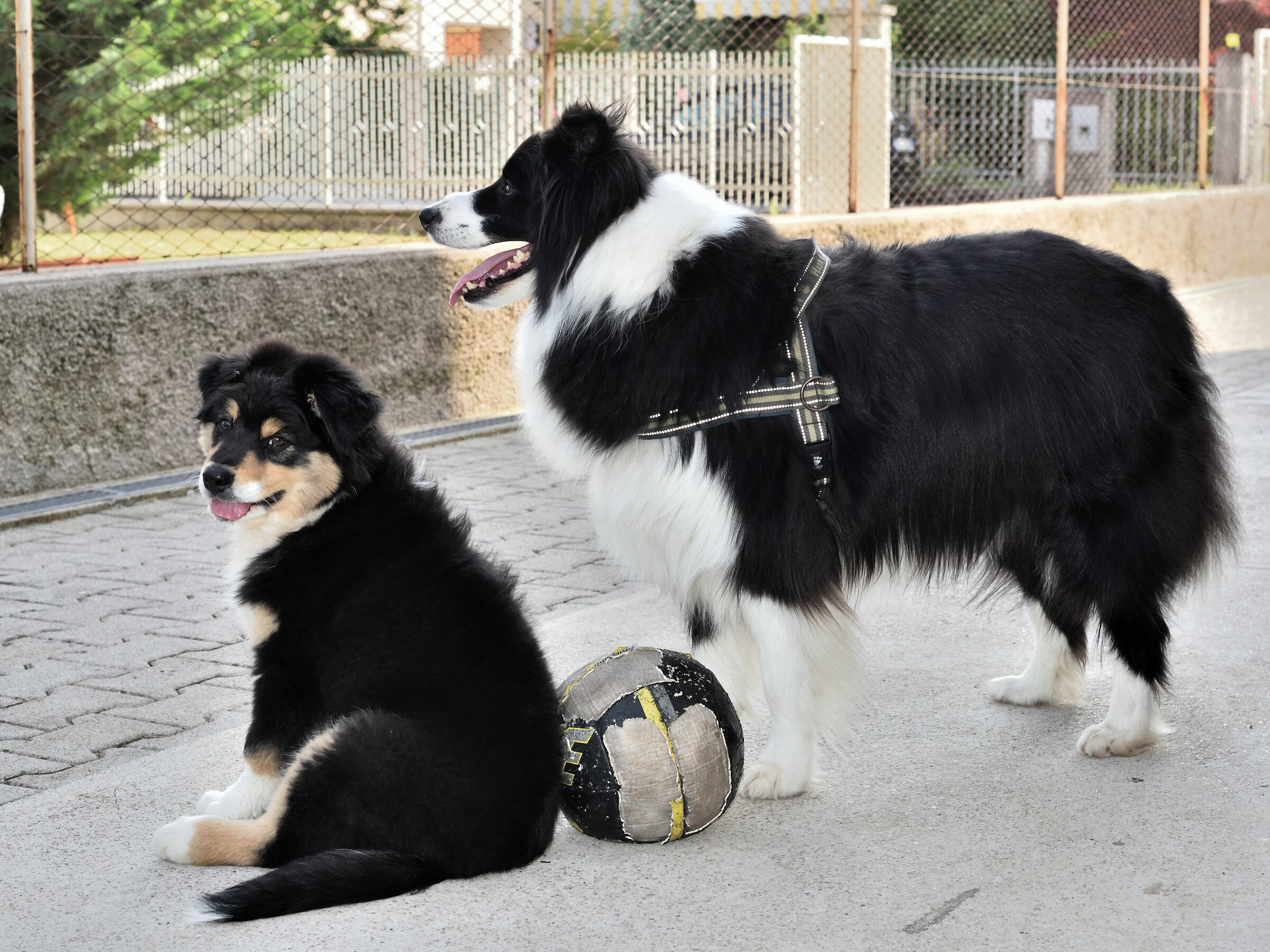 io sono grande e voglio giocare con te.