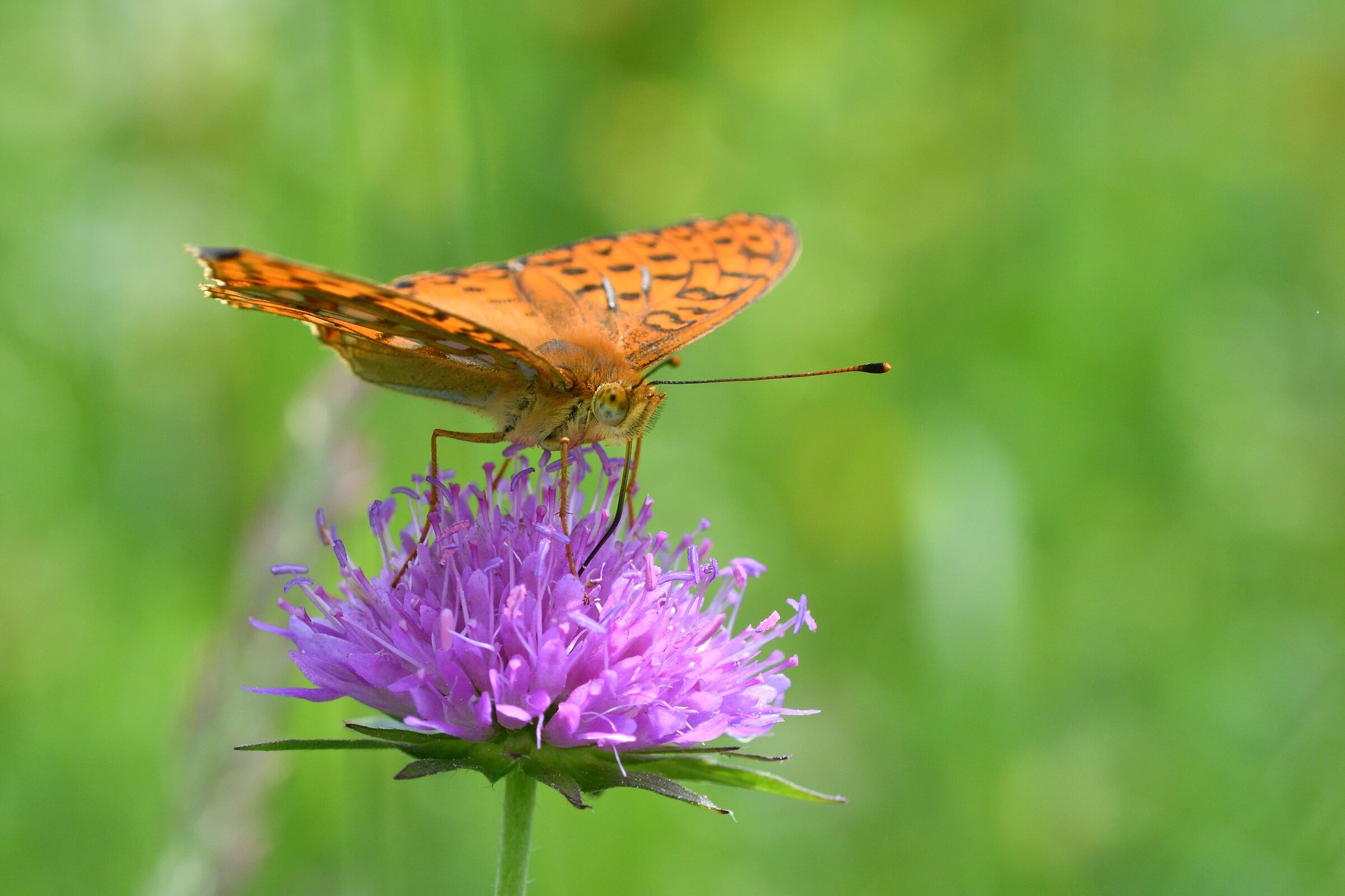 Argynnis Adippe