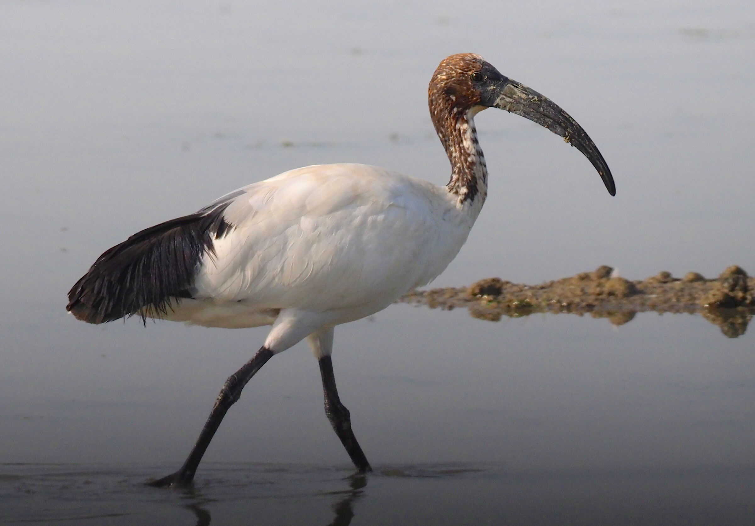 Sacred Ibis