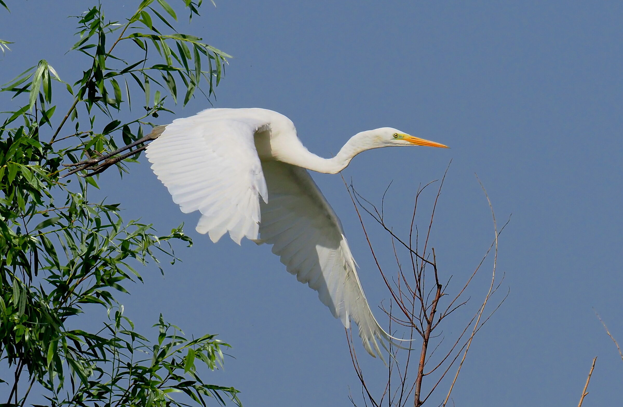 Heron in detachment from the top of a tree