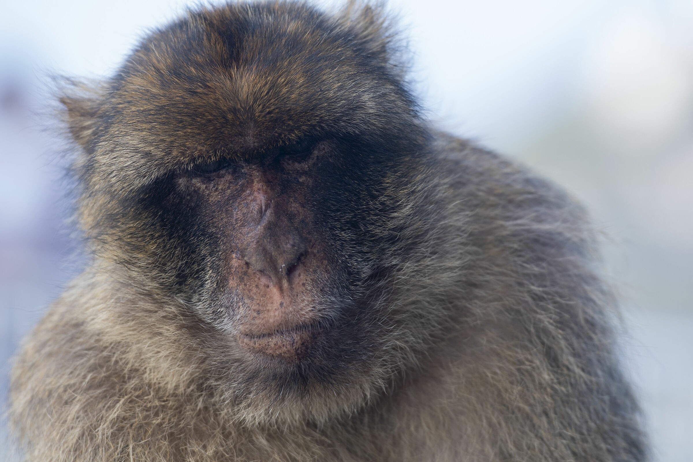 Bertuccia of Gibraltar