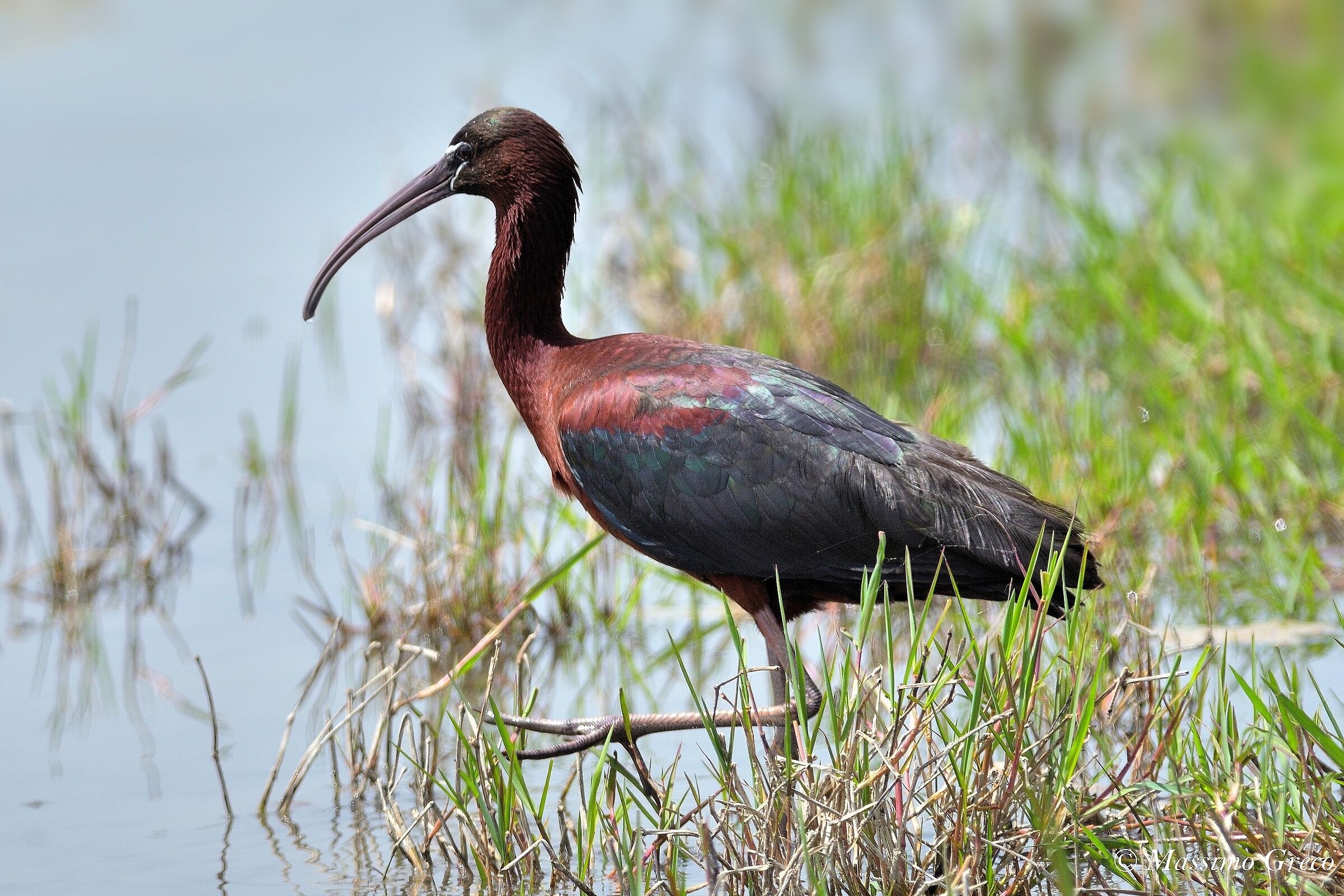 Little Finger (Plegadis falcinellus)