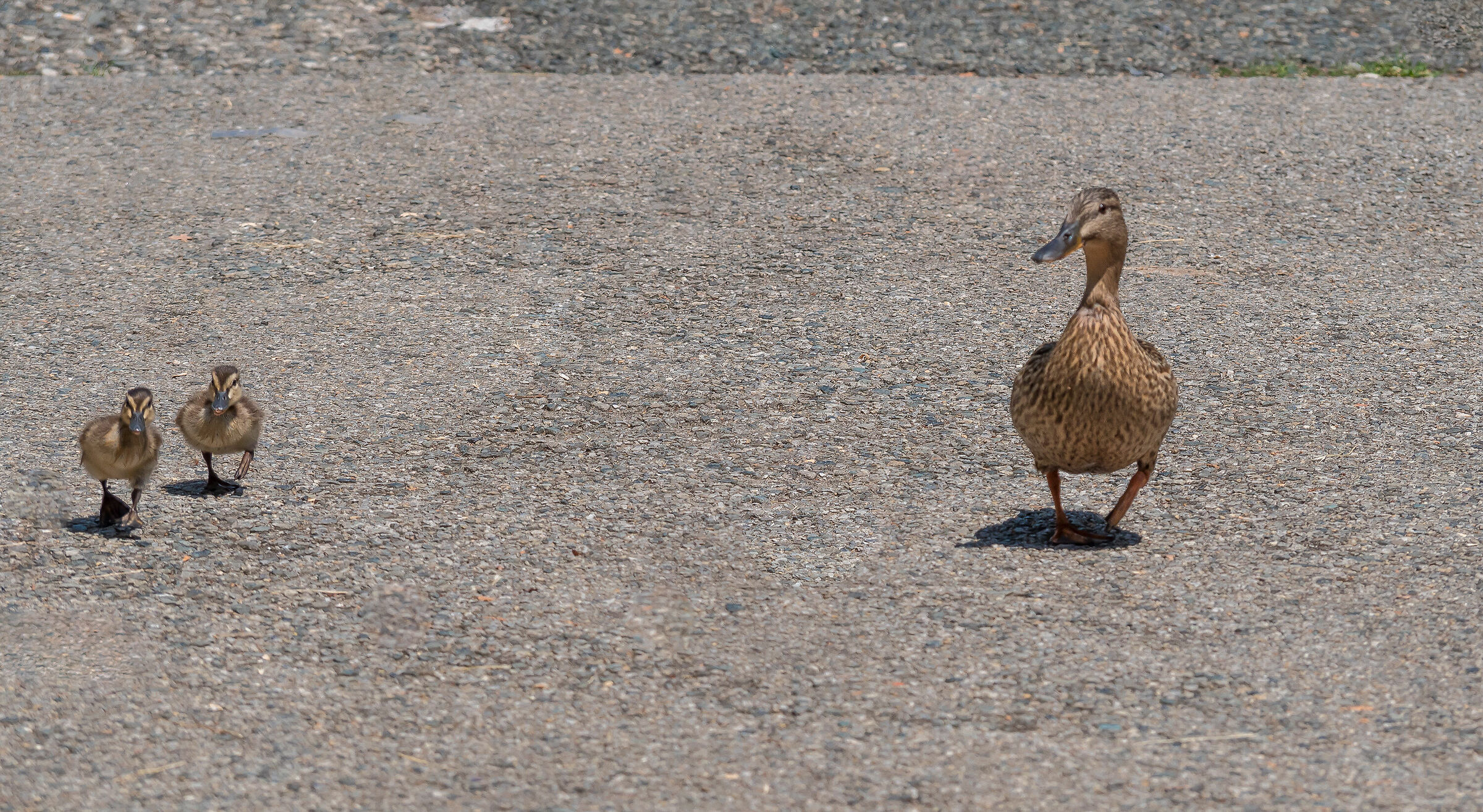 We do the math at home......