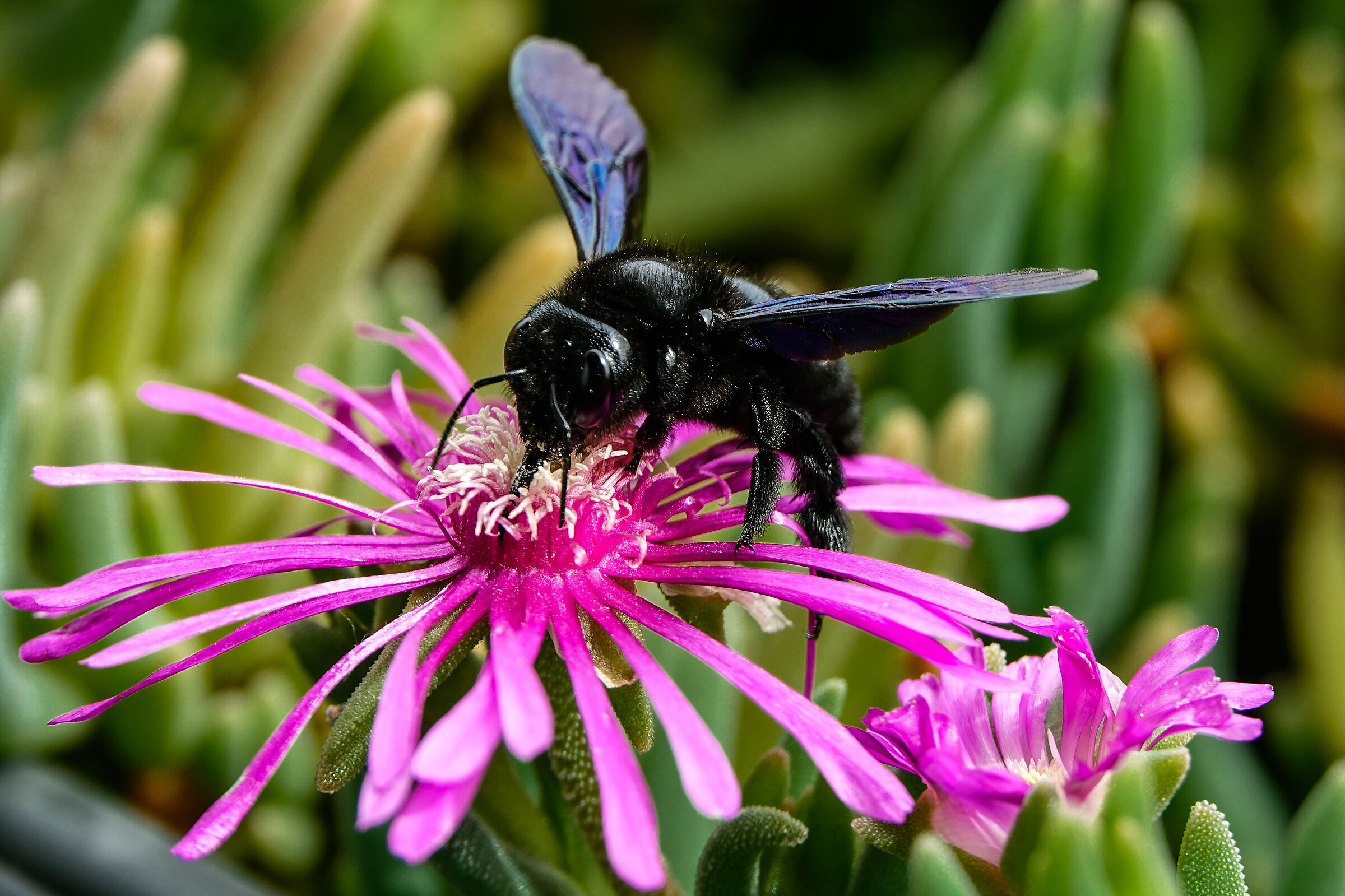 Bee Legnaiola