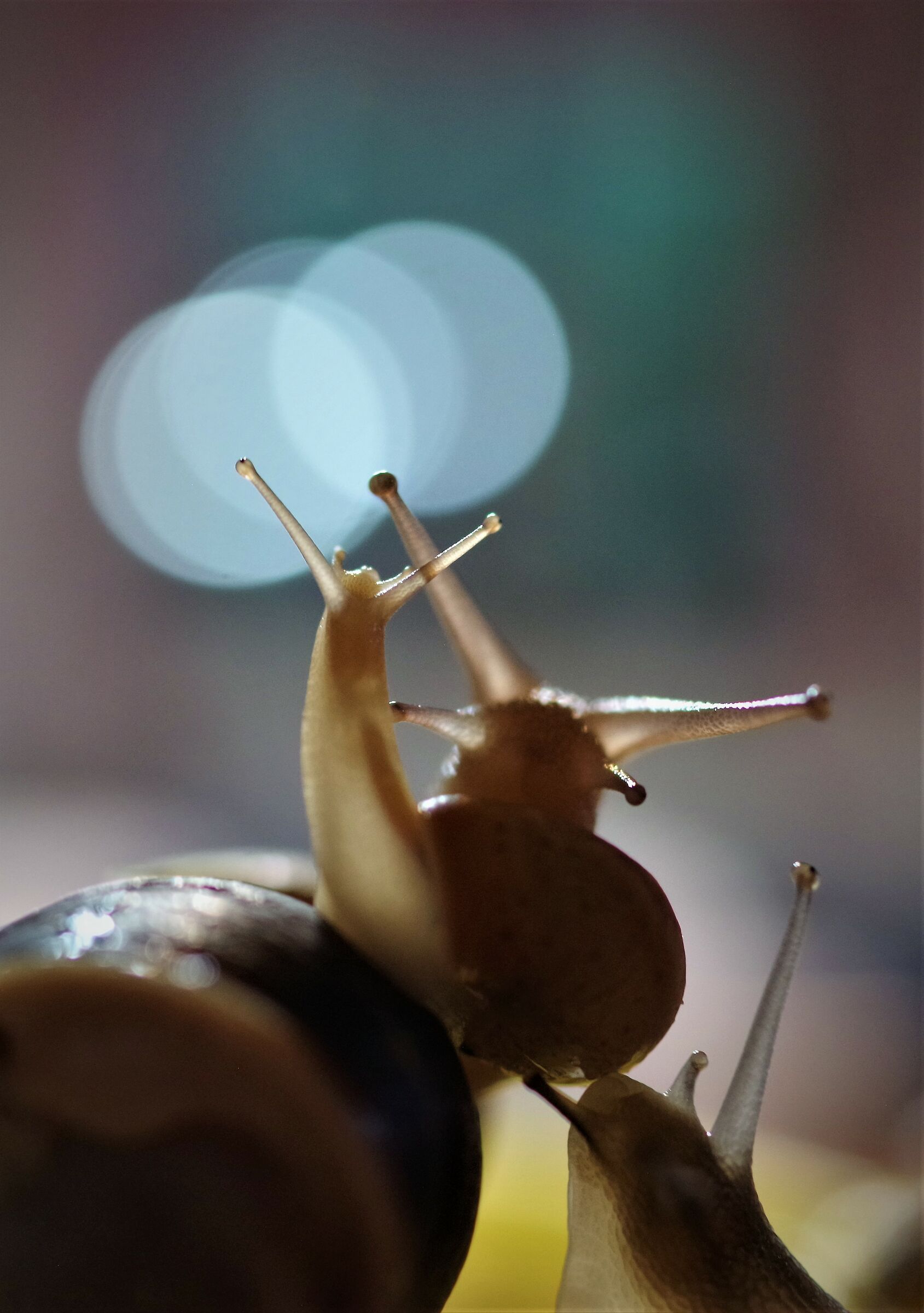 snails strecking