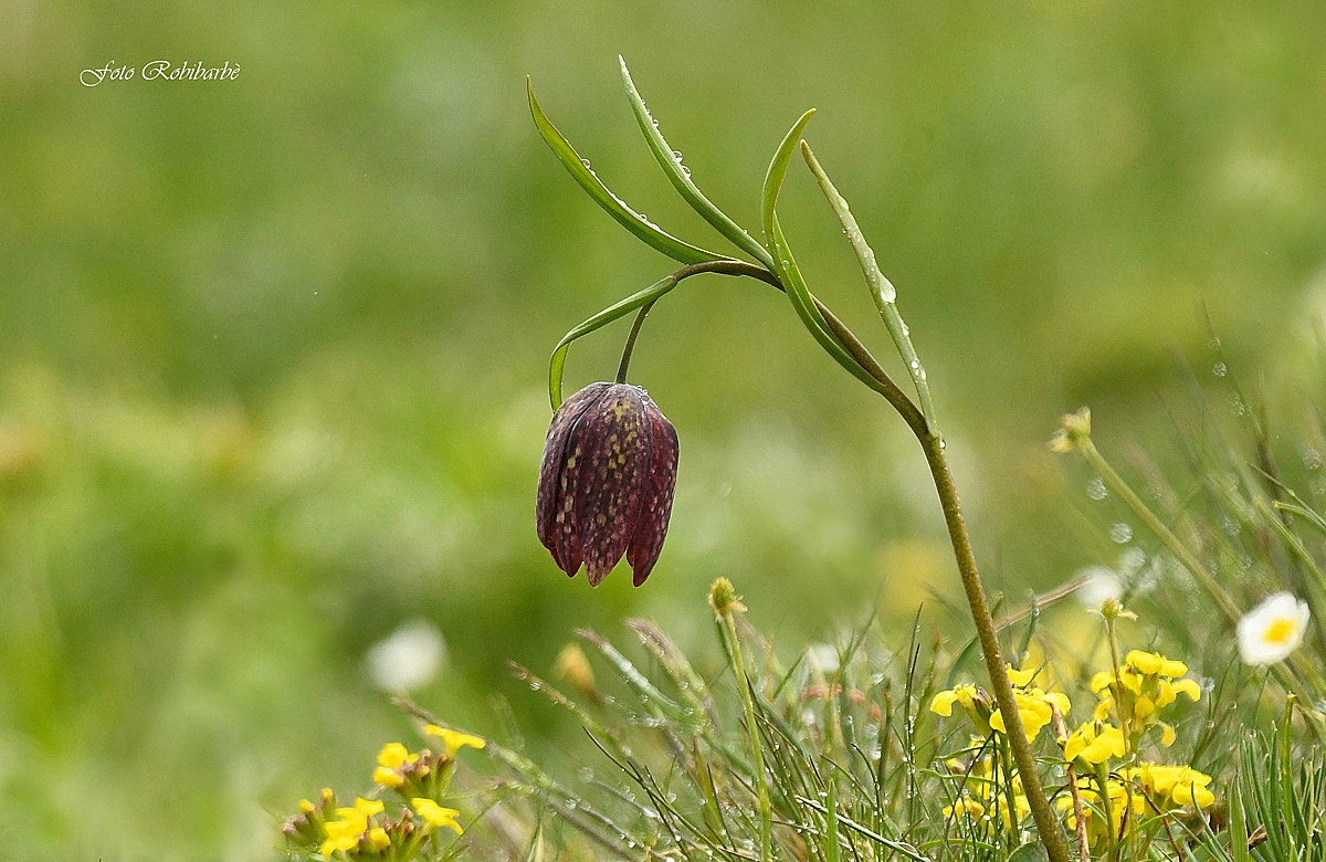 Fritillaria...