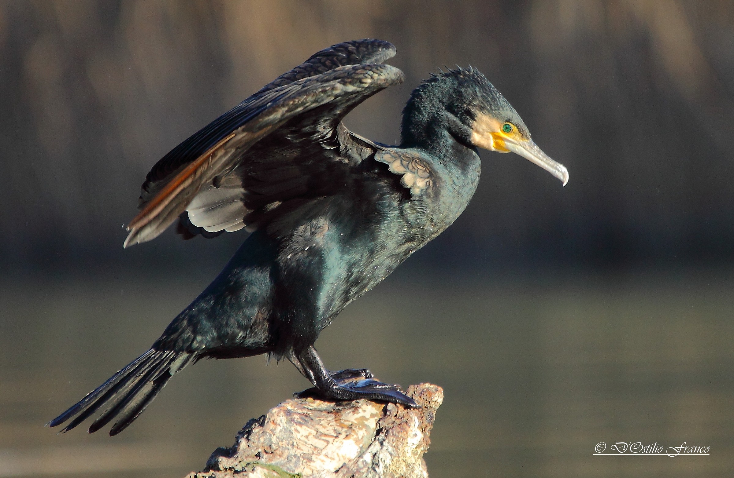 Cormorant ...