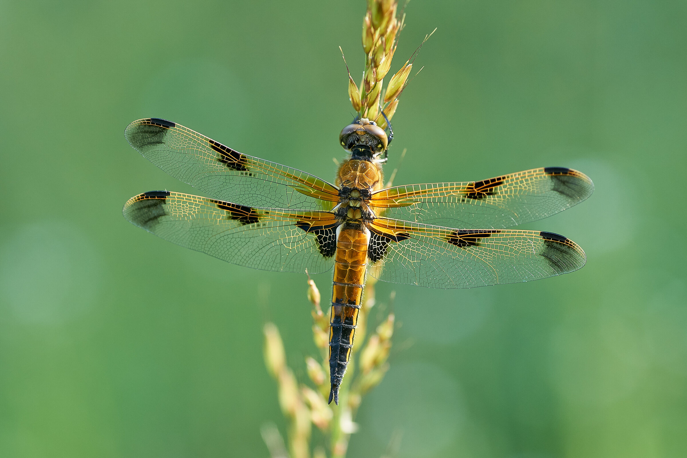 Libellula quadrimaculata
