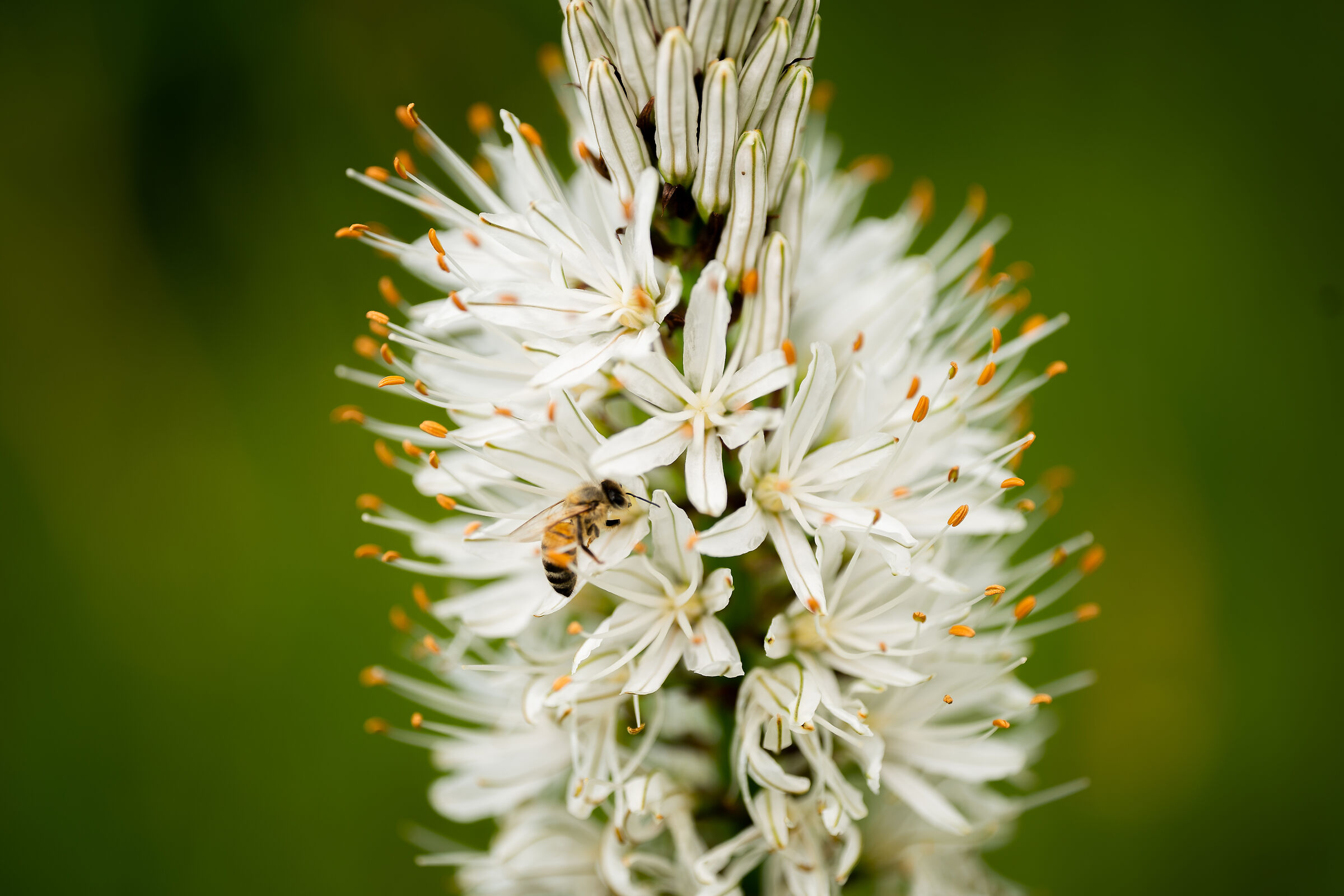 The youngest sister of Bee Maia