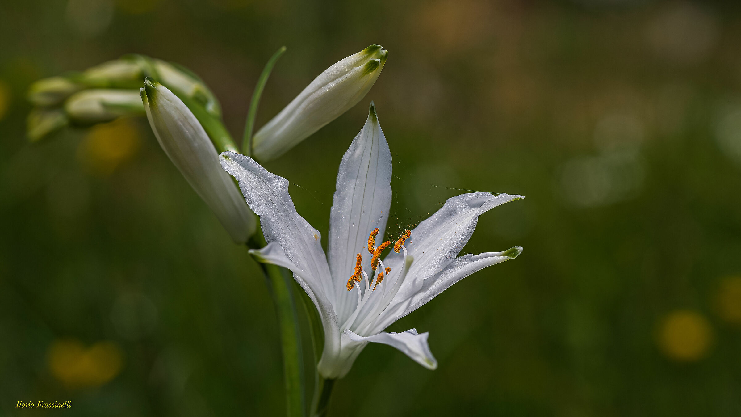 Mount Lily