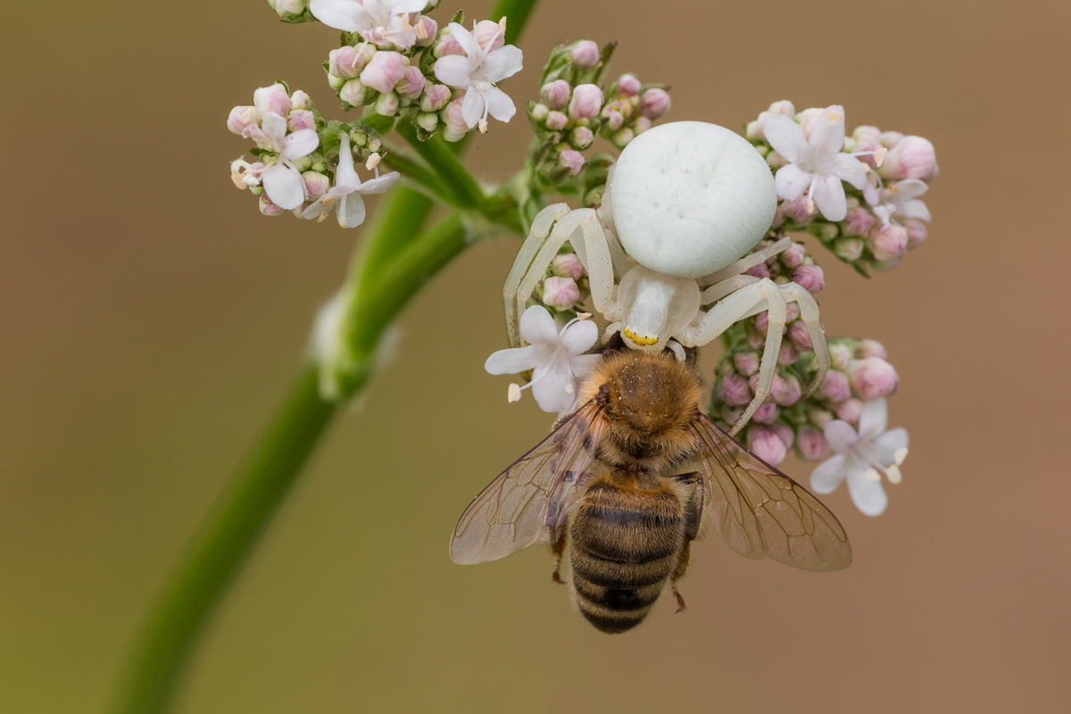 Hunting big among the herbs...