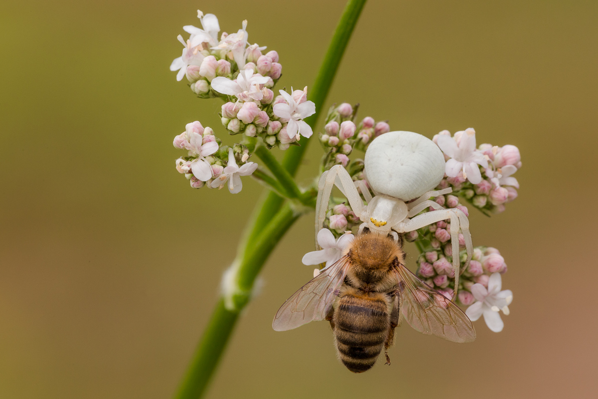 Crab Spider (Misumena vatia)...