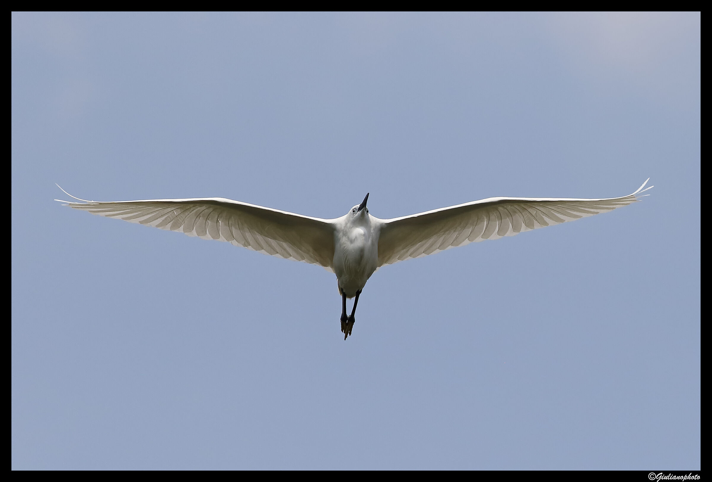 With outstretched wings