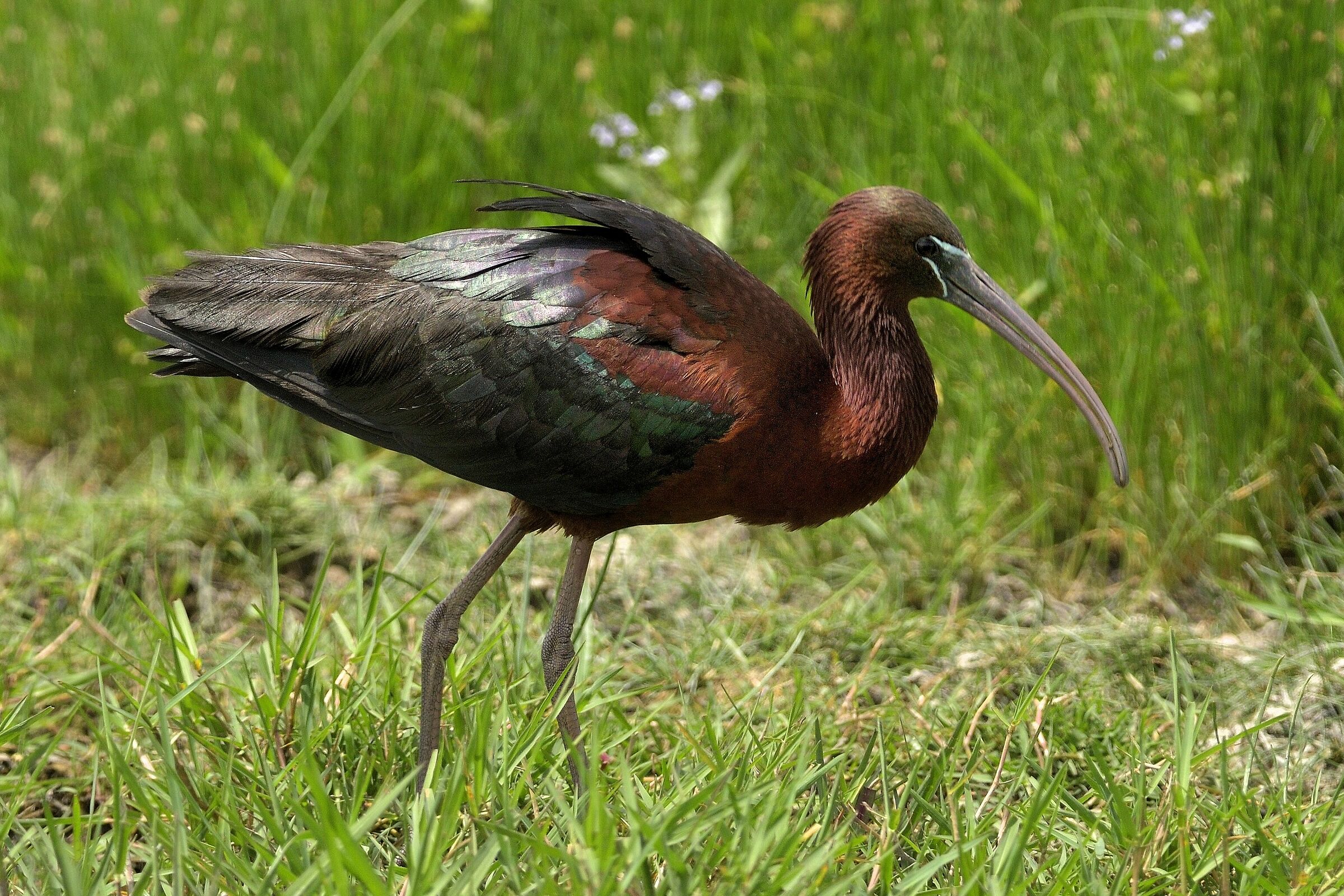 Mignattaio (Plegadis falcinellus)