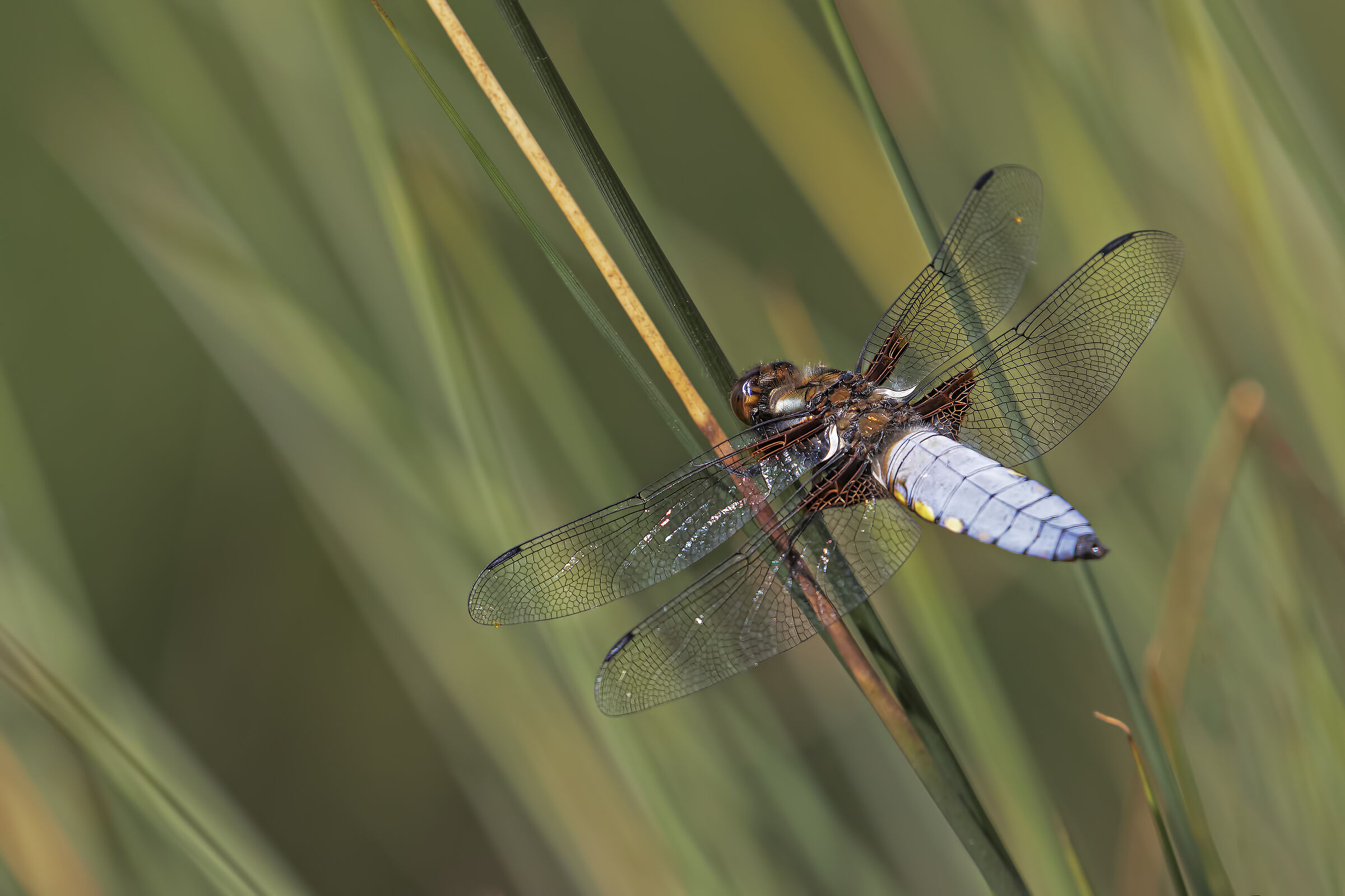 Libellula depressa