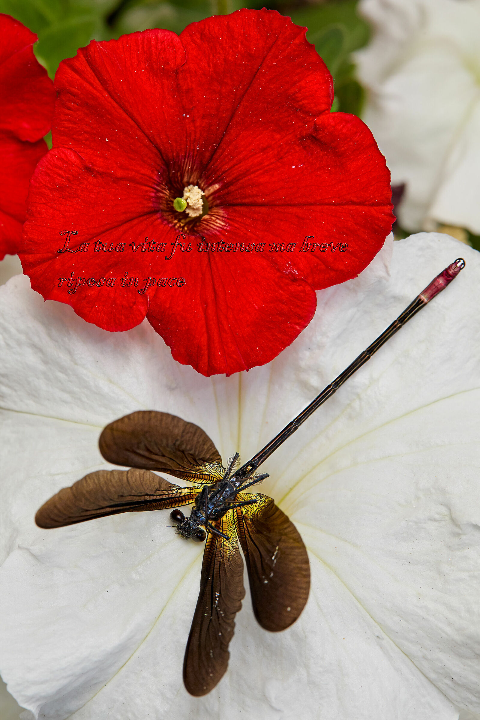 In the death of a little dragonfly