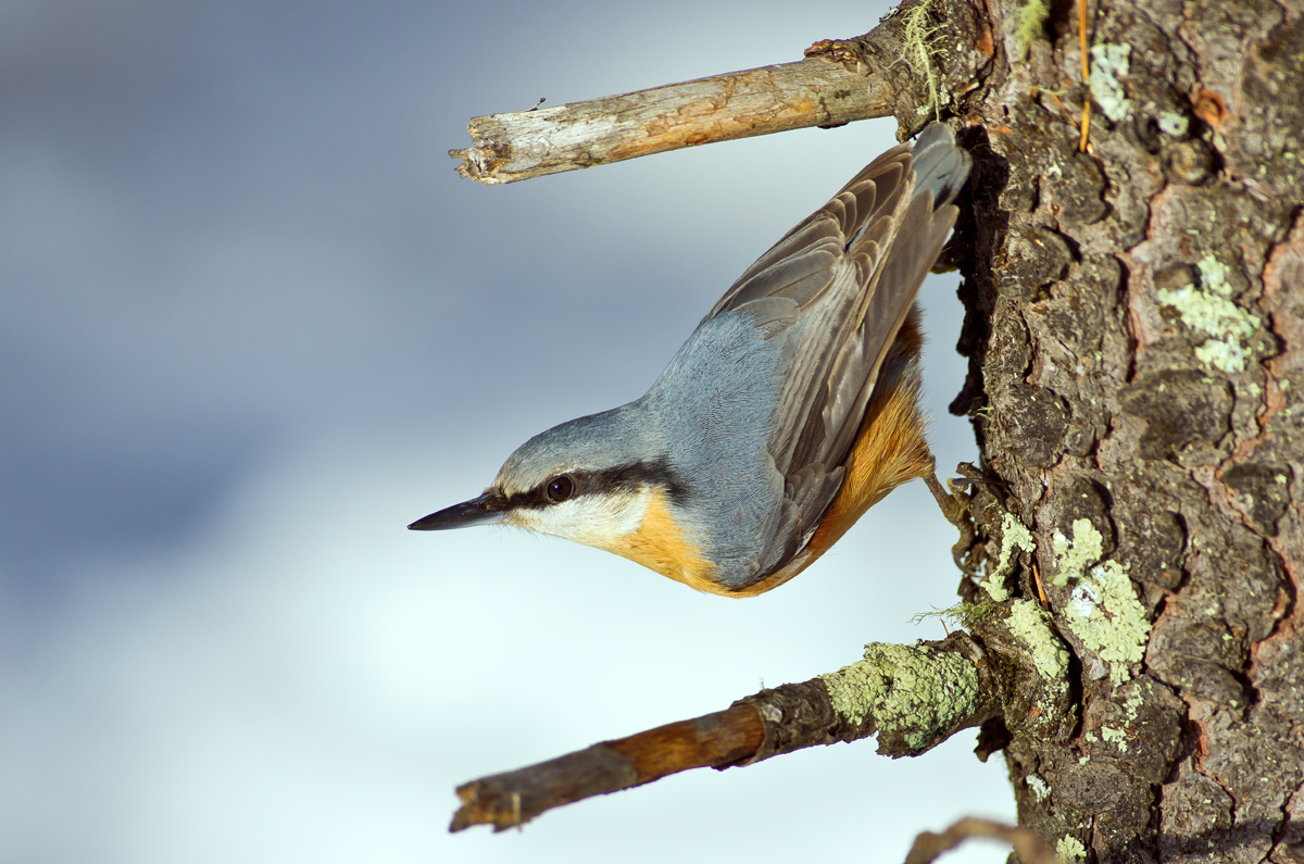 Nuthatch