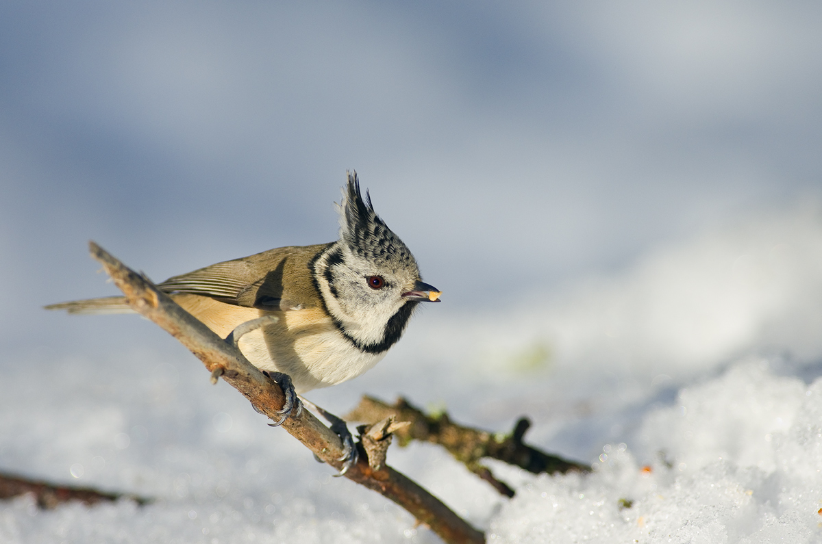 Crested Tit