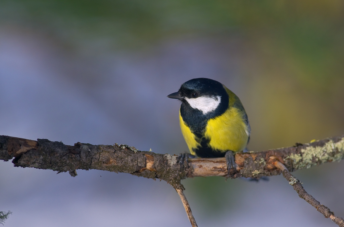 Great Tit