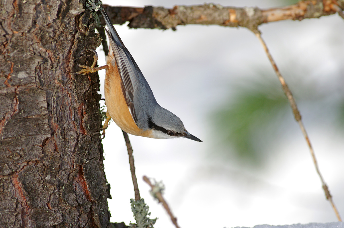Nuthatch