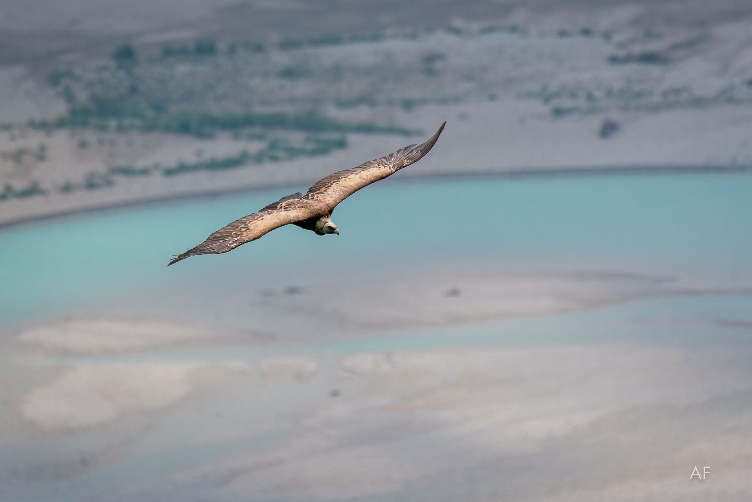 Il Grifone e il Tagliamento