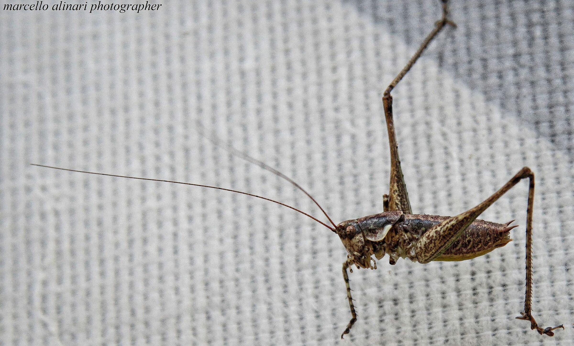 Le antenne della cavalletta