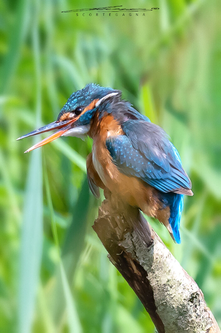 Martino