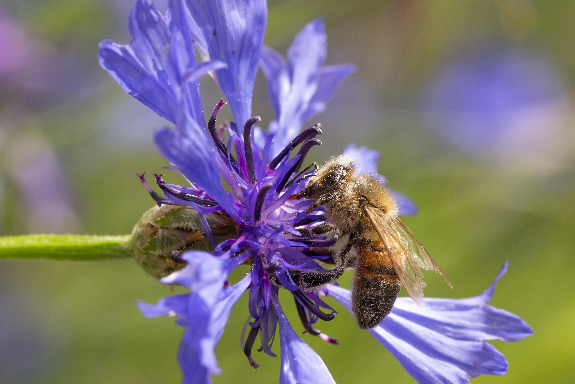 Bee on Cornflower