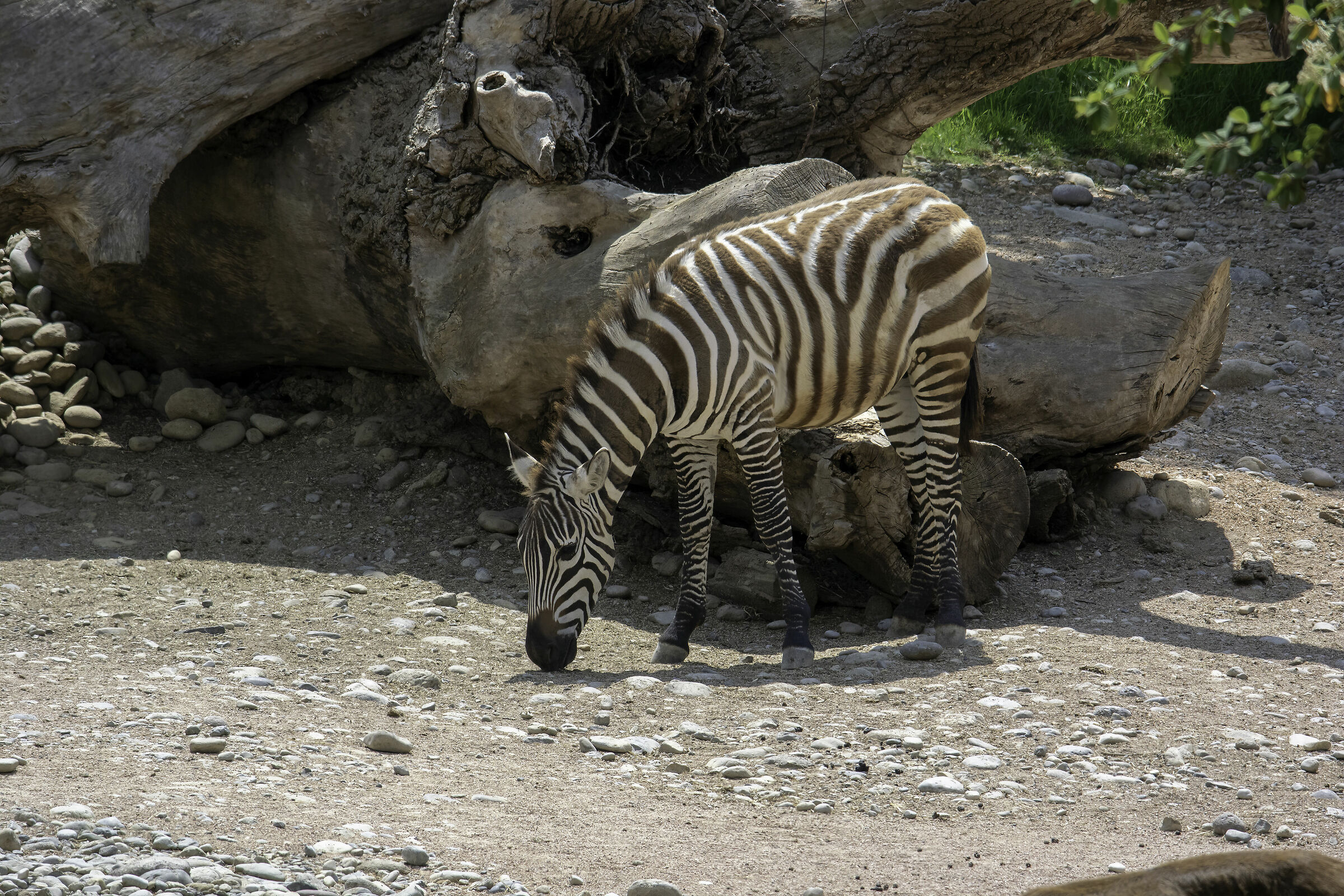 zebra a passeggio