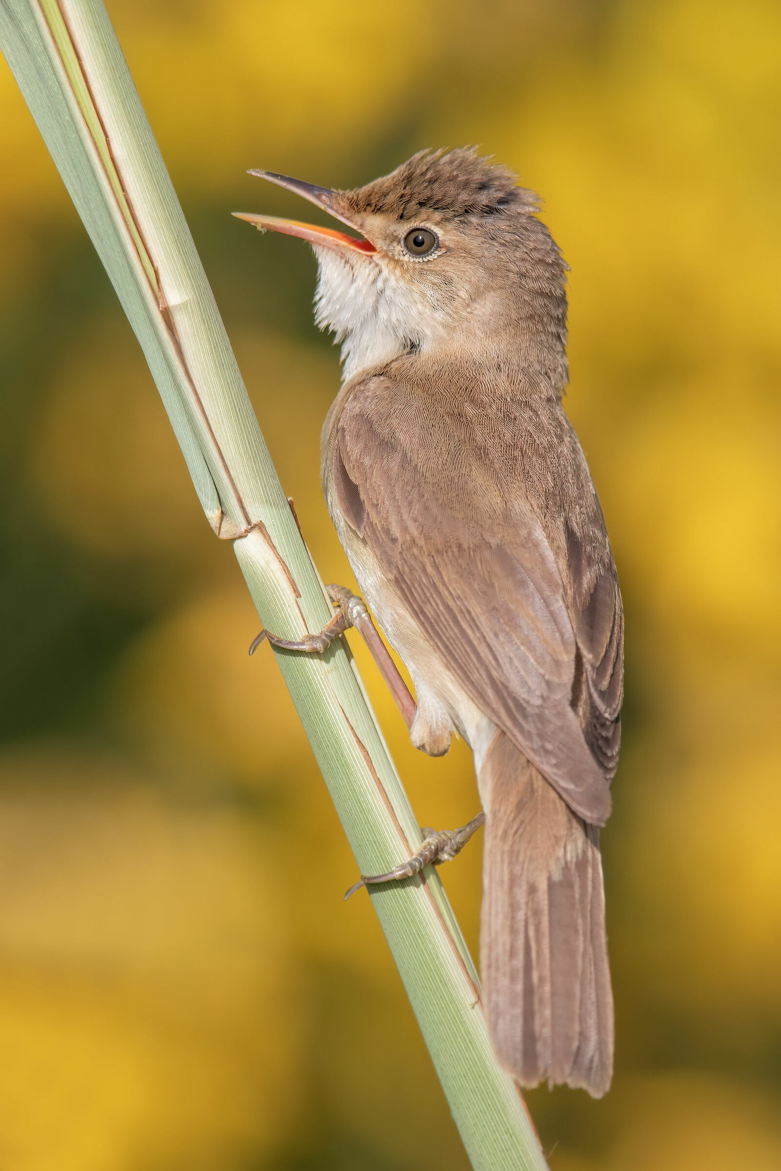 Reed Warbler