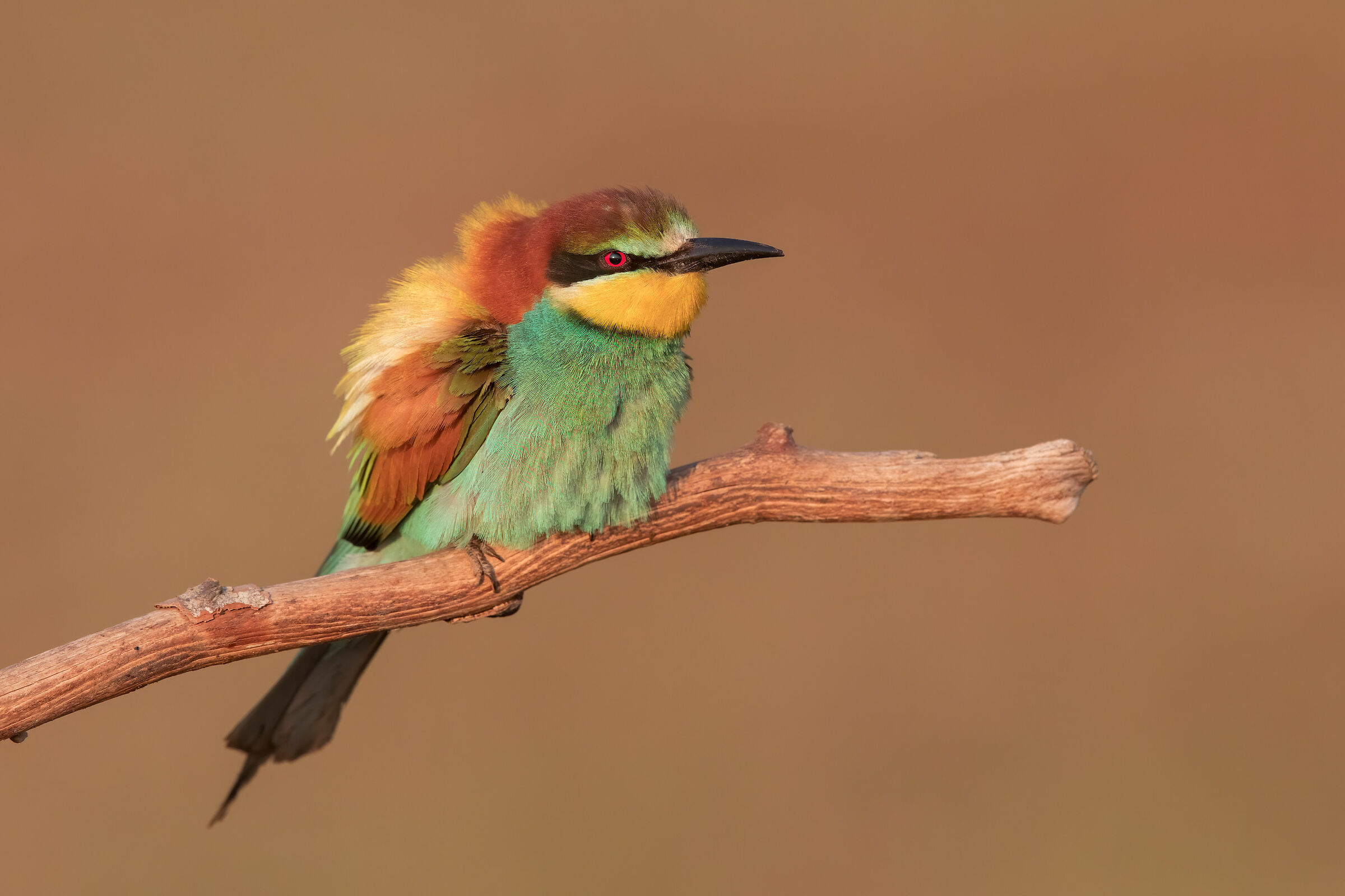 Bee-eater