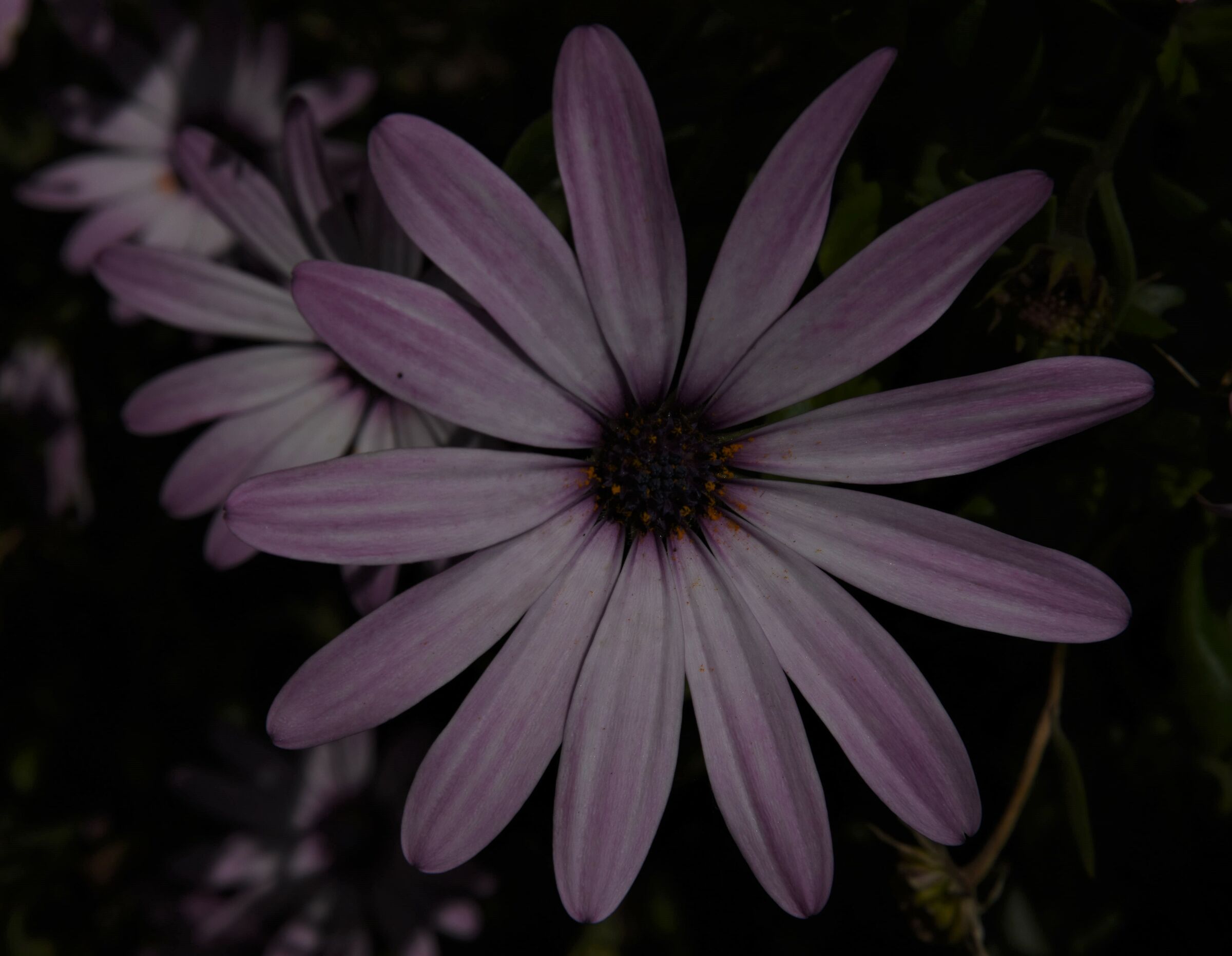 A flower.. Not a landscape. It's from Val d'orcia.