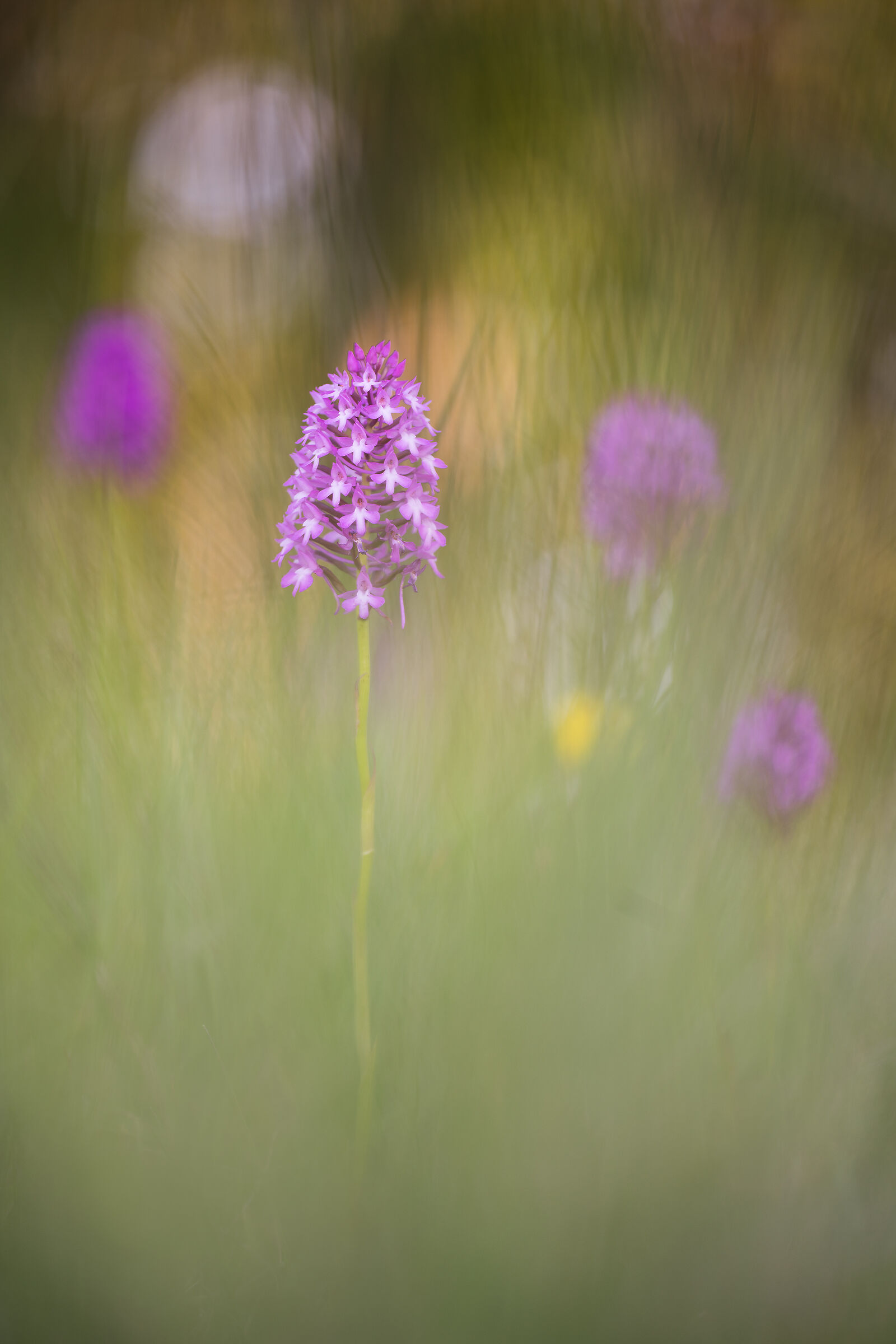 Anacamptis pyramidalis