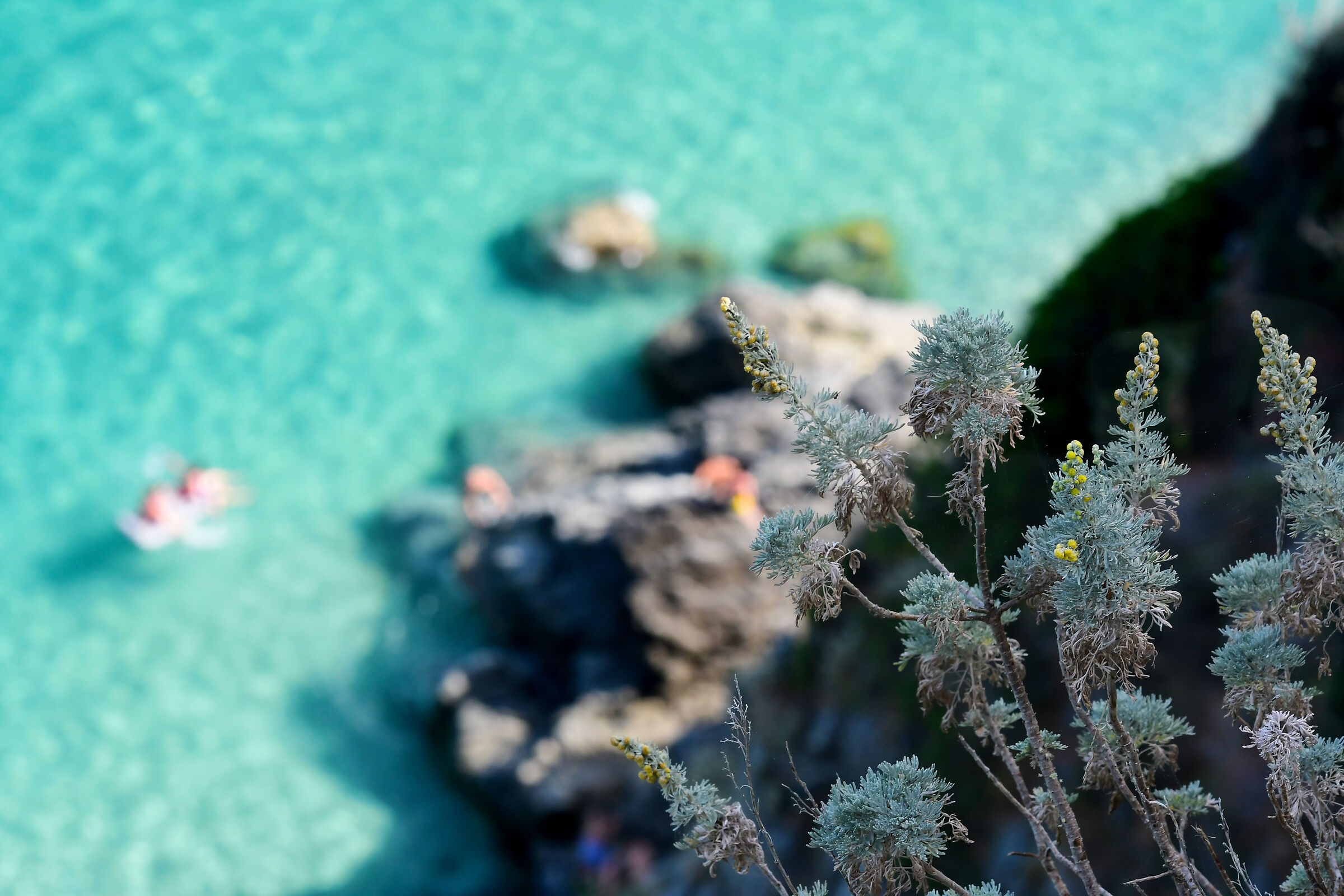 Fiori, mare e non solo..