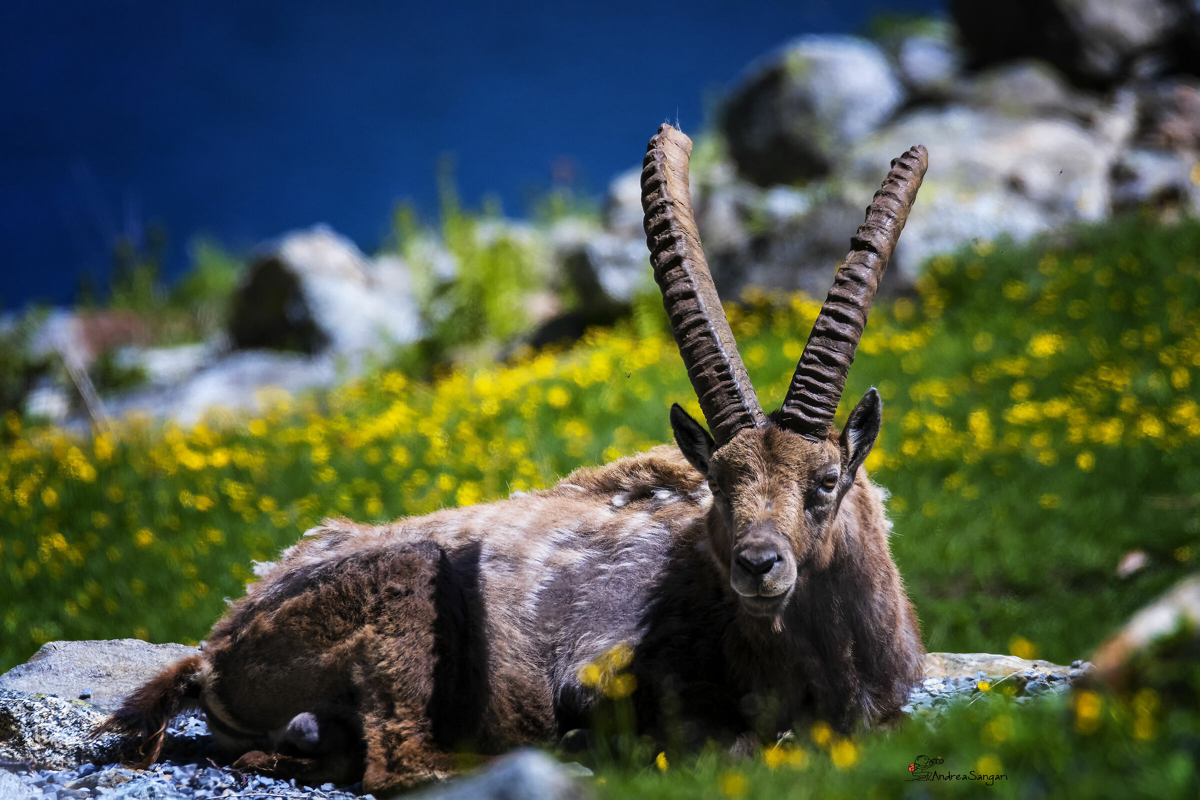 La saggezza in uno sguardo