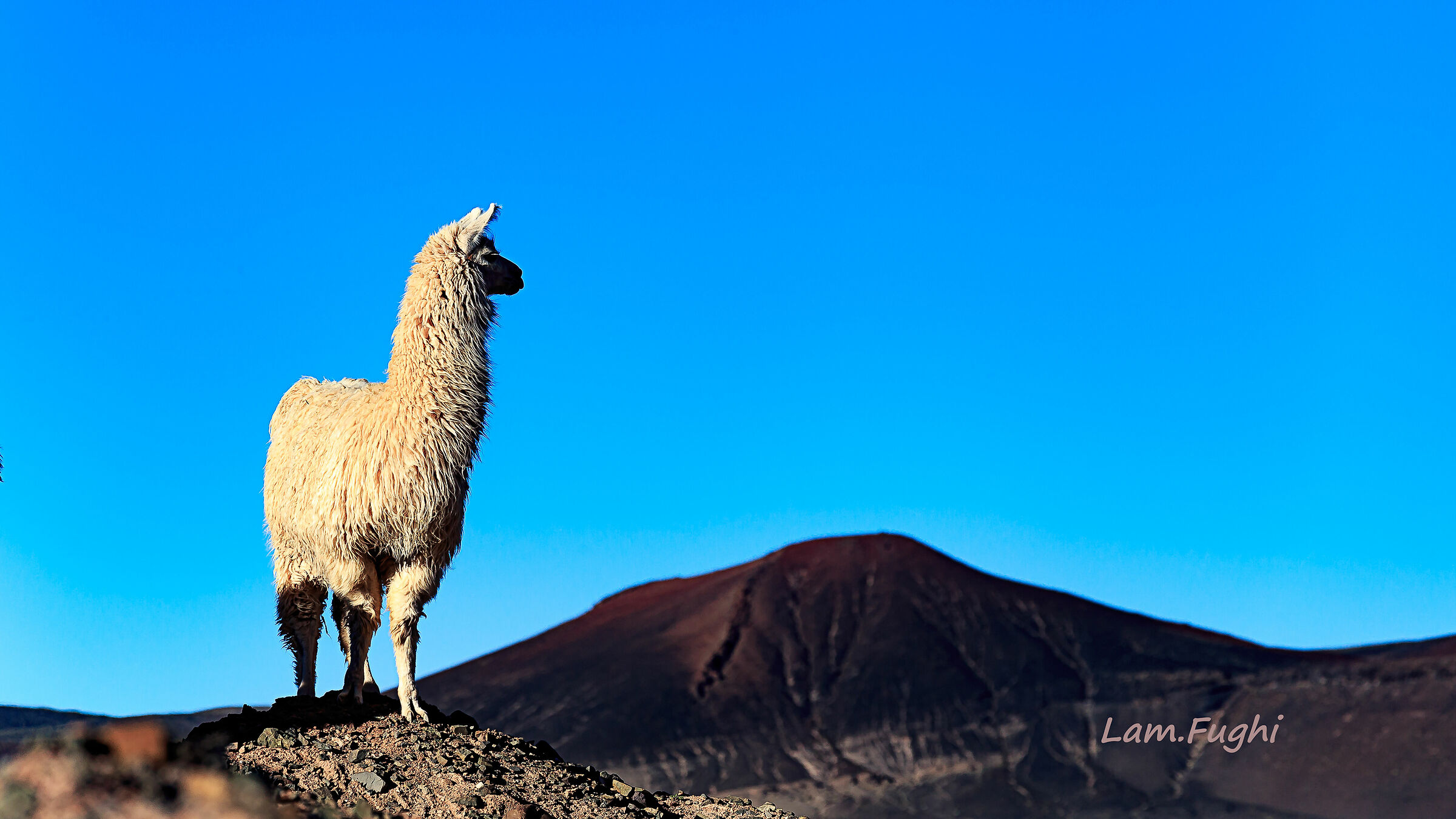 Antofagasta de la Sierra