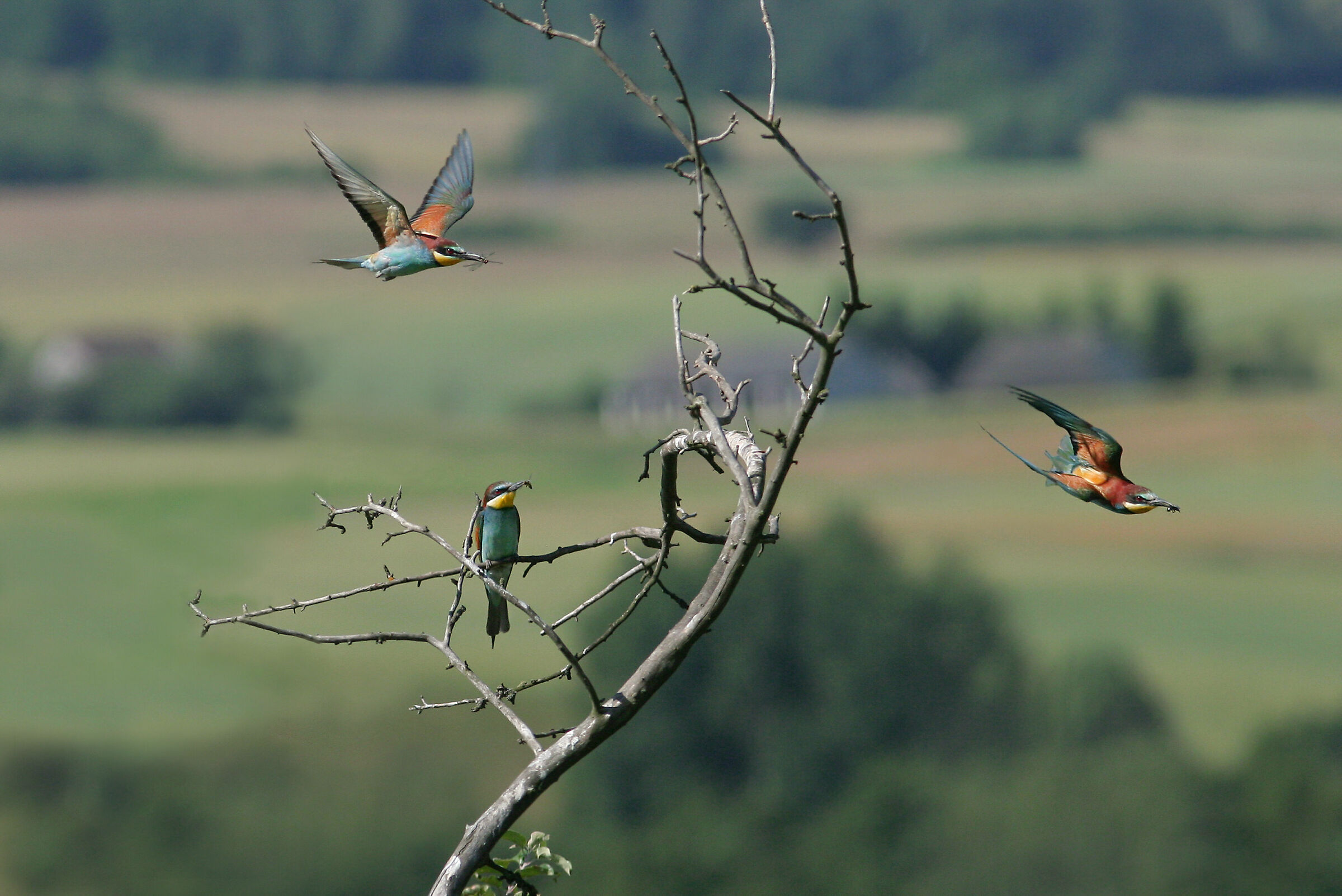 Zolny 1 (Merops apiaster)